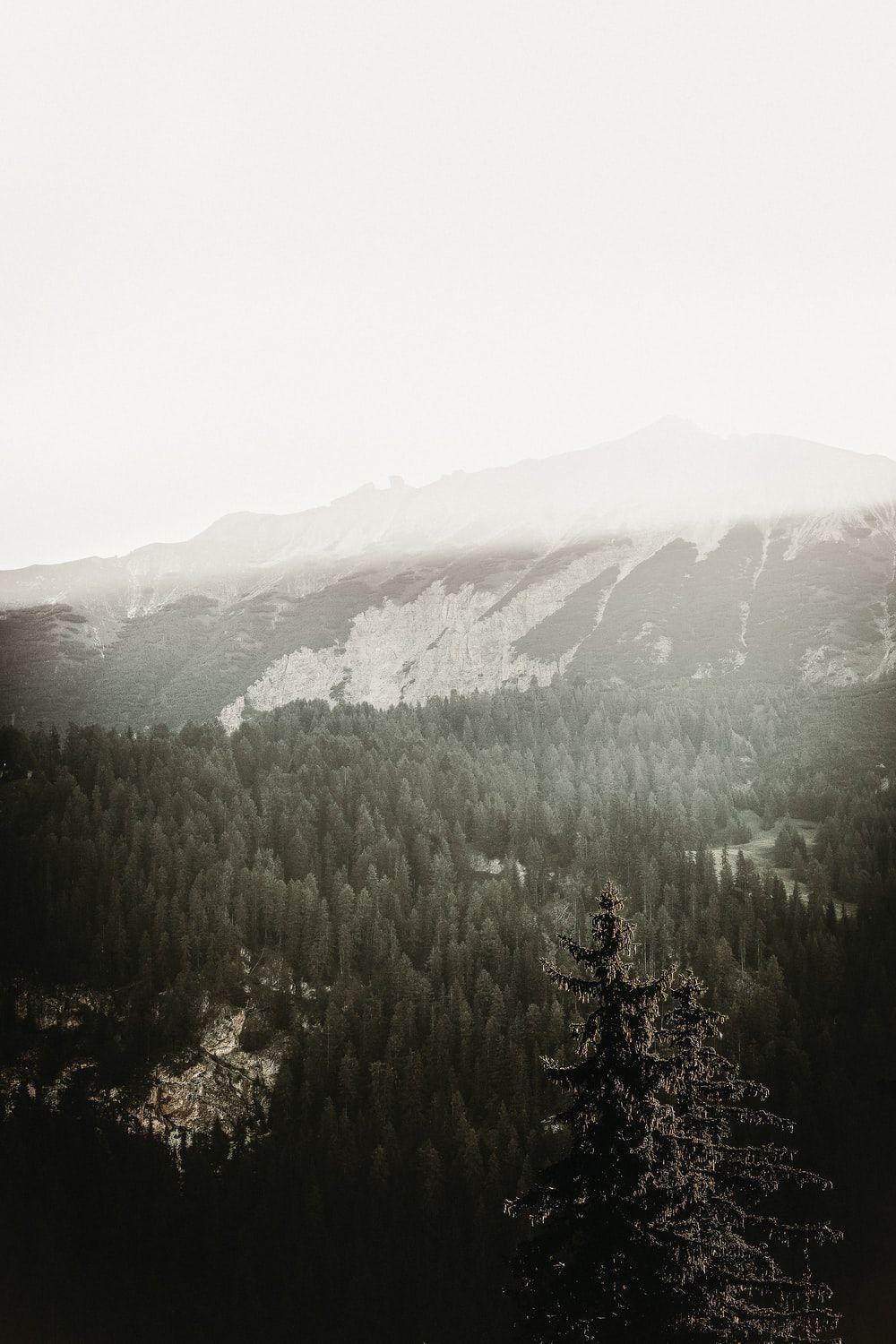 Grey Forest Wallpapers Top Free Grey Forest Backgrounds WallpaperAccess