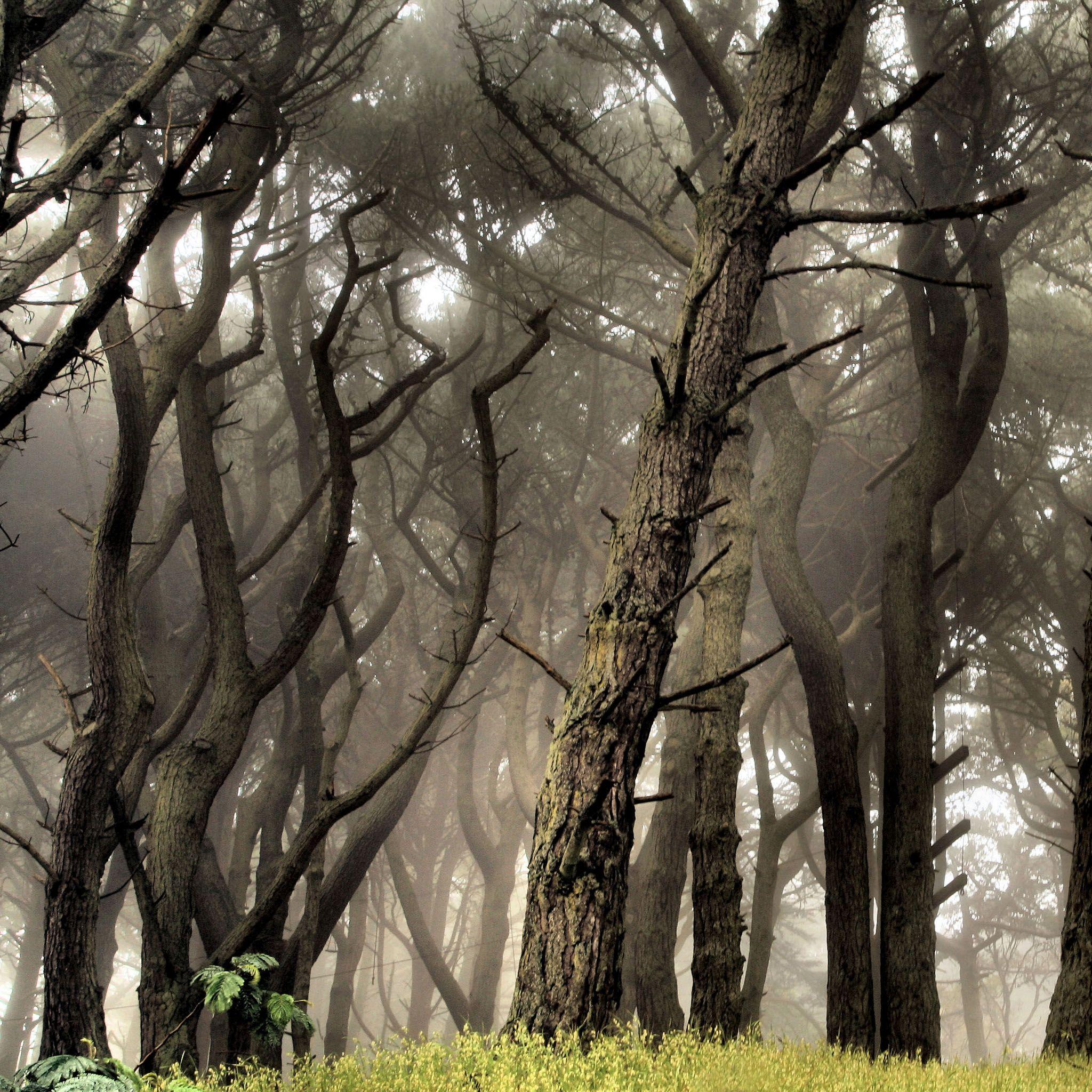 Grey Forest Wallpapers - Top Free Grey Forest Backgrounds - WallpaperAccess