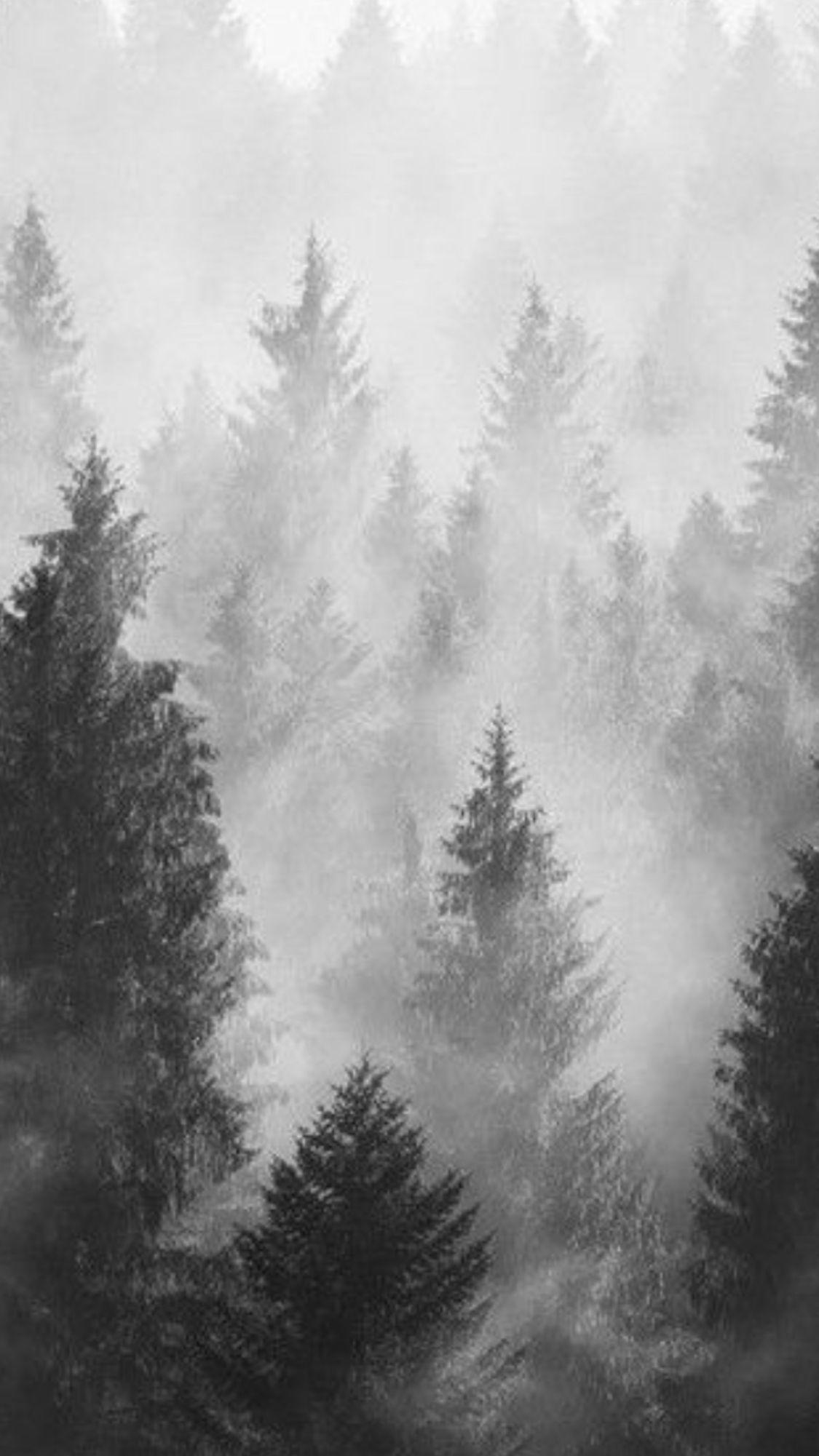 Grey Forest Wallpapers - Top Free Grey Forest Backgrounds - WallpaperAccess