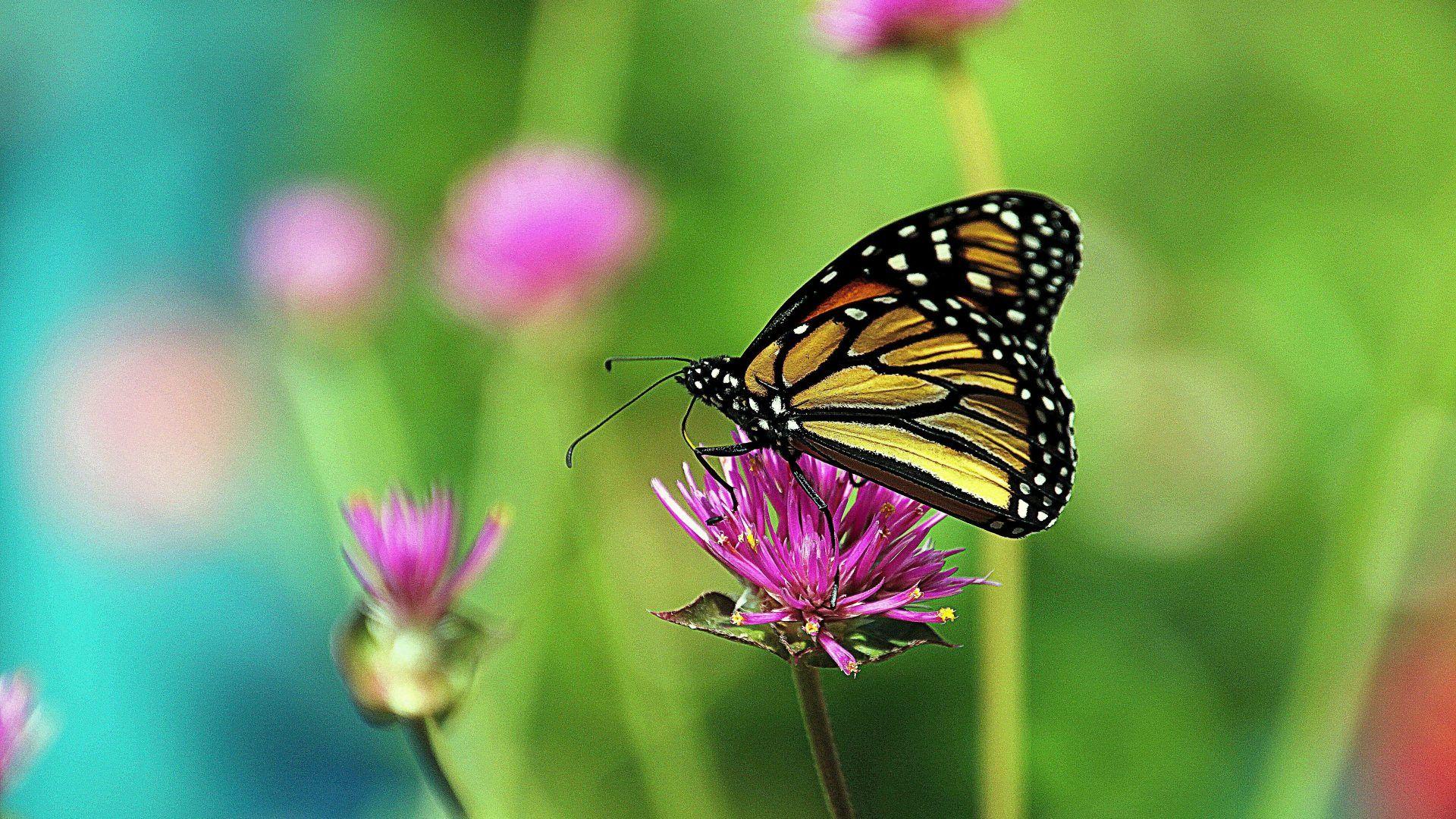 1920x1080 Butterflies Tag wallpaper: England Butterflies Thistles Sea Picture
