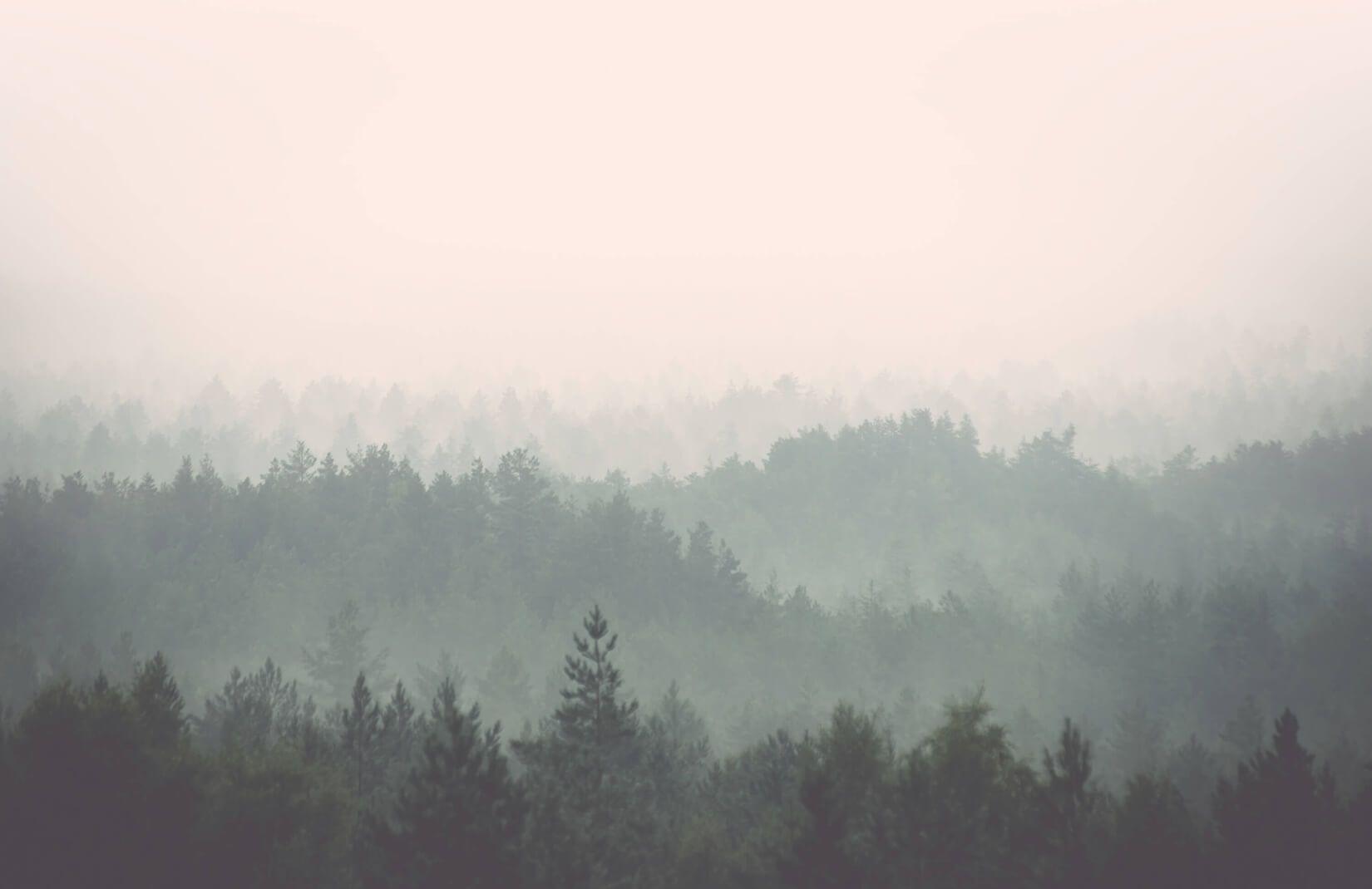 1650x1070 Peach & Green Pastel Forest Wallpaper