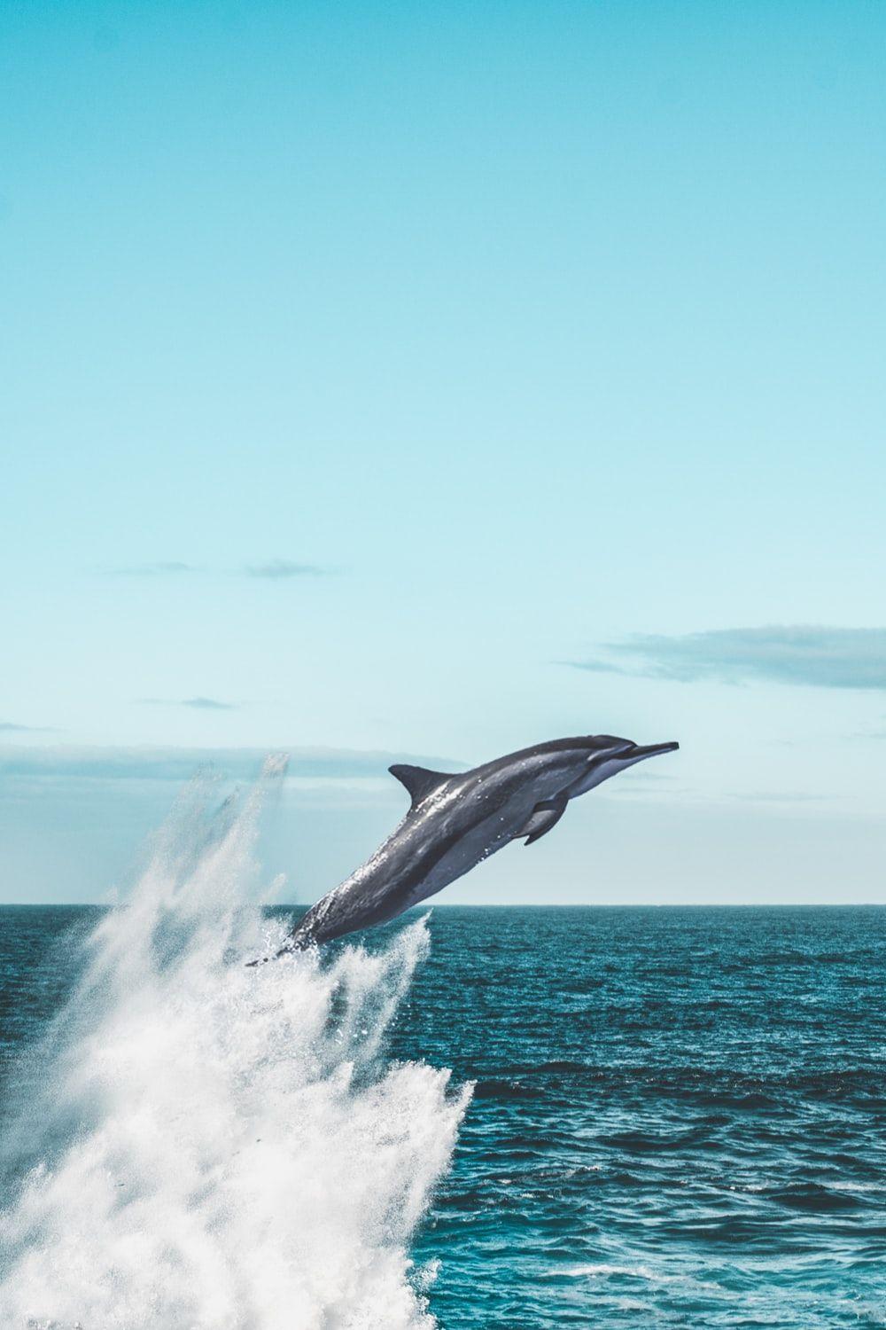 1000x1500 Whale Picture. Download Free Image