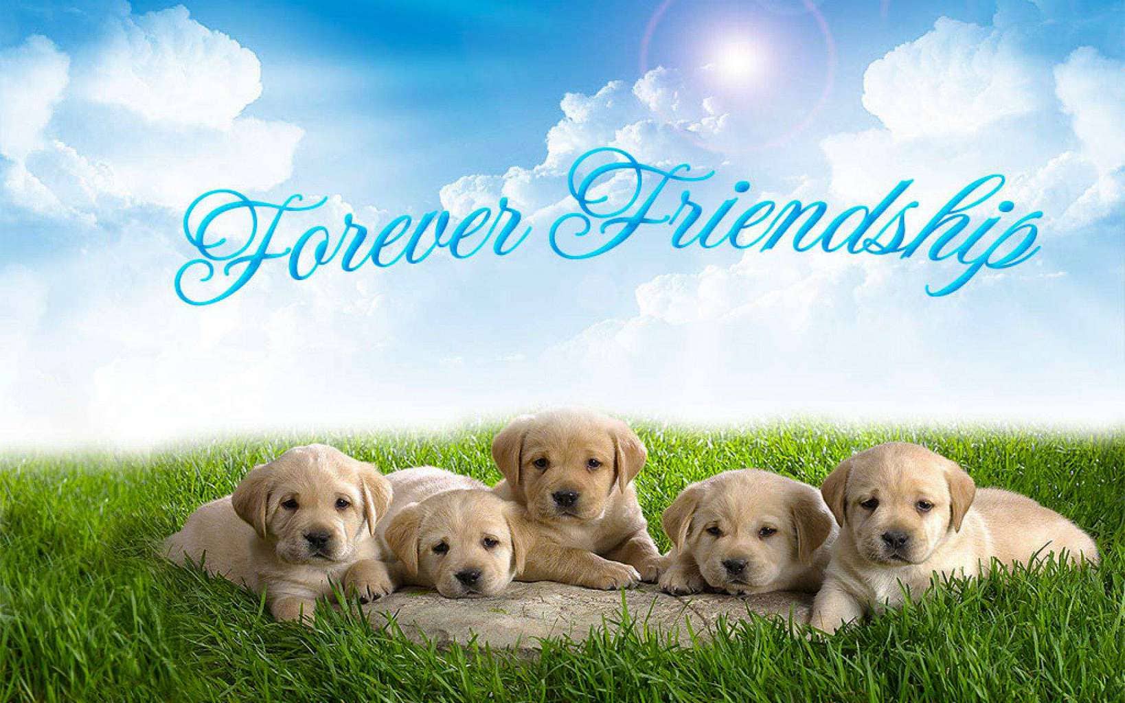 1638x1024 Animal's Friendship Image Wallpaper