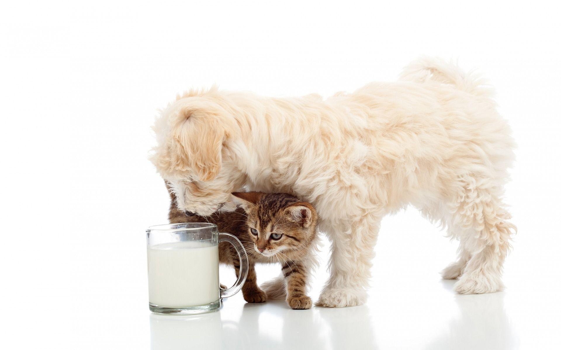 1920x1200 Download wallpaper norfolk terrier, a small white curly puppy, cute animals, friends, kitten and puppy, cat and dog, friendship concerts for desktop with resolution 1920x1200. High Quality HD picture wallpaper