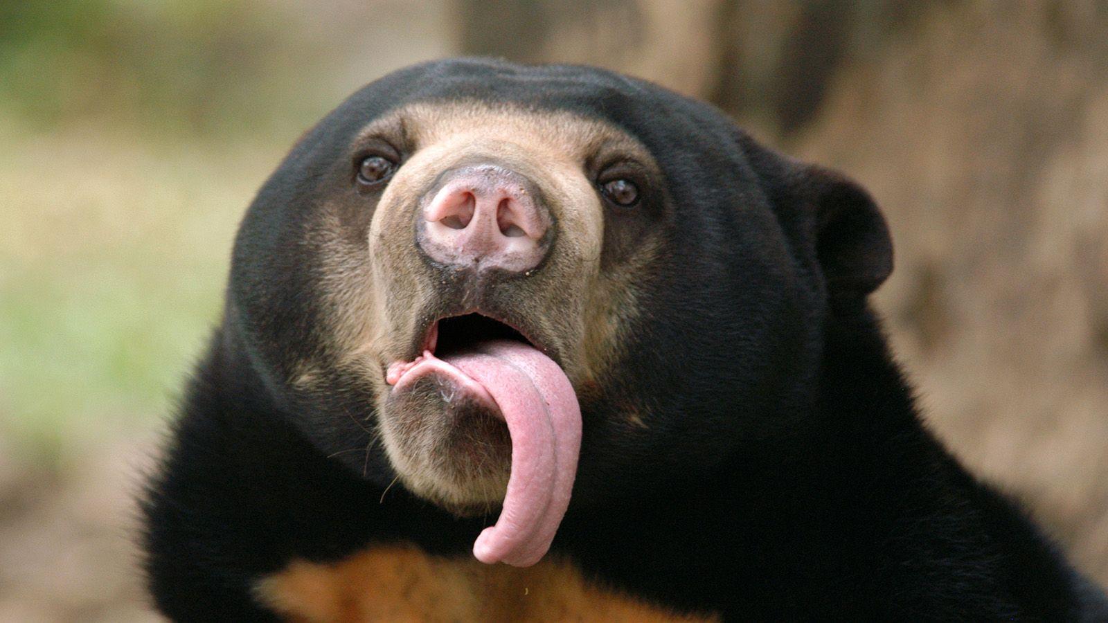 1600x900 Sun Bear wallpaper, Animal, HQ Sun Bear pictureK Wallpaper 2019