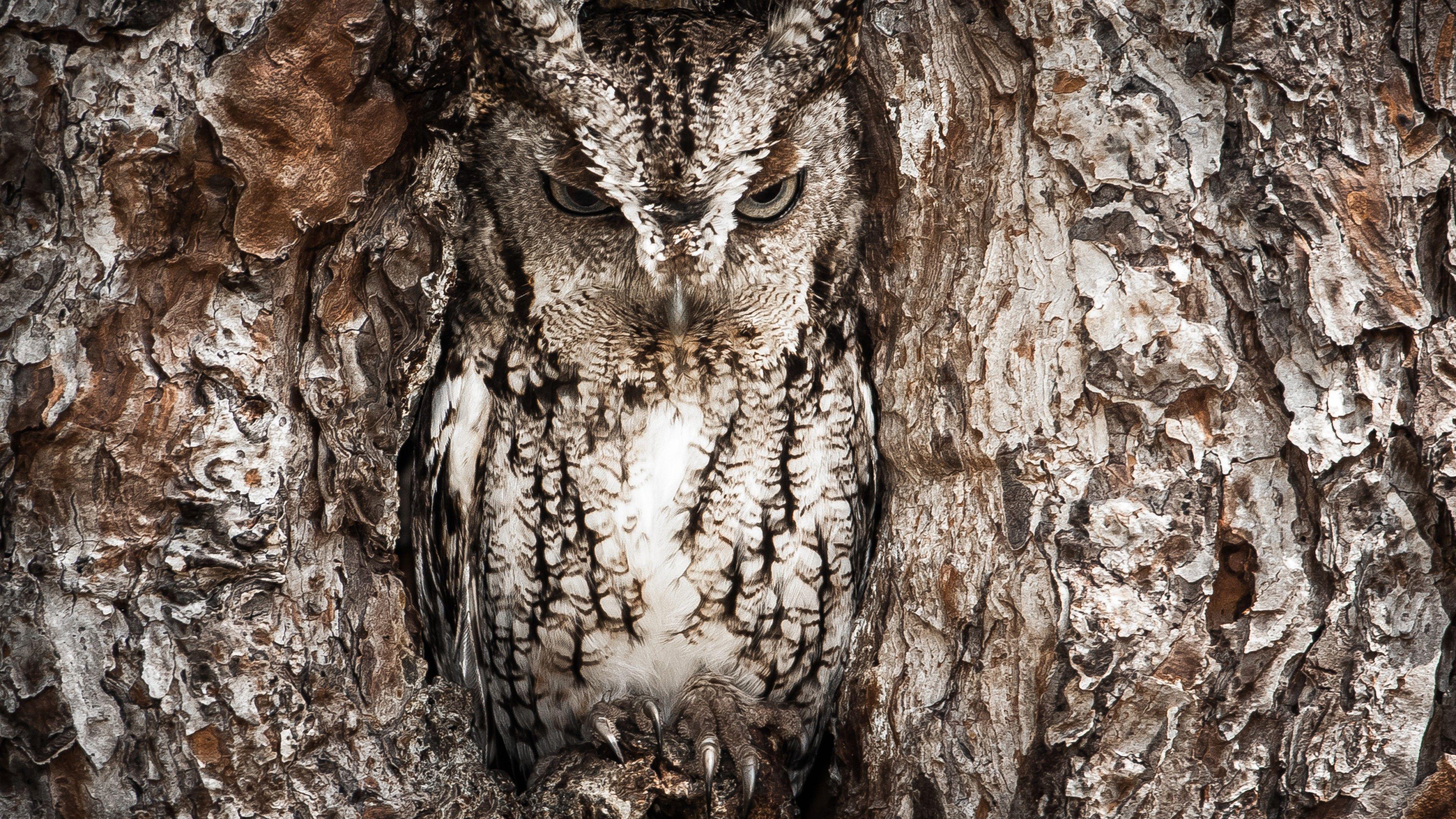 3840x2160 Wallpaper National Geographic, 4k, HD wallpaper, Owl, Hidden, Tree, Masking, Funny, OS