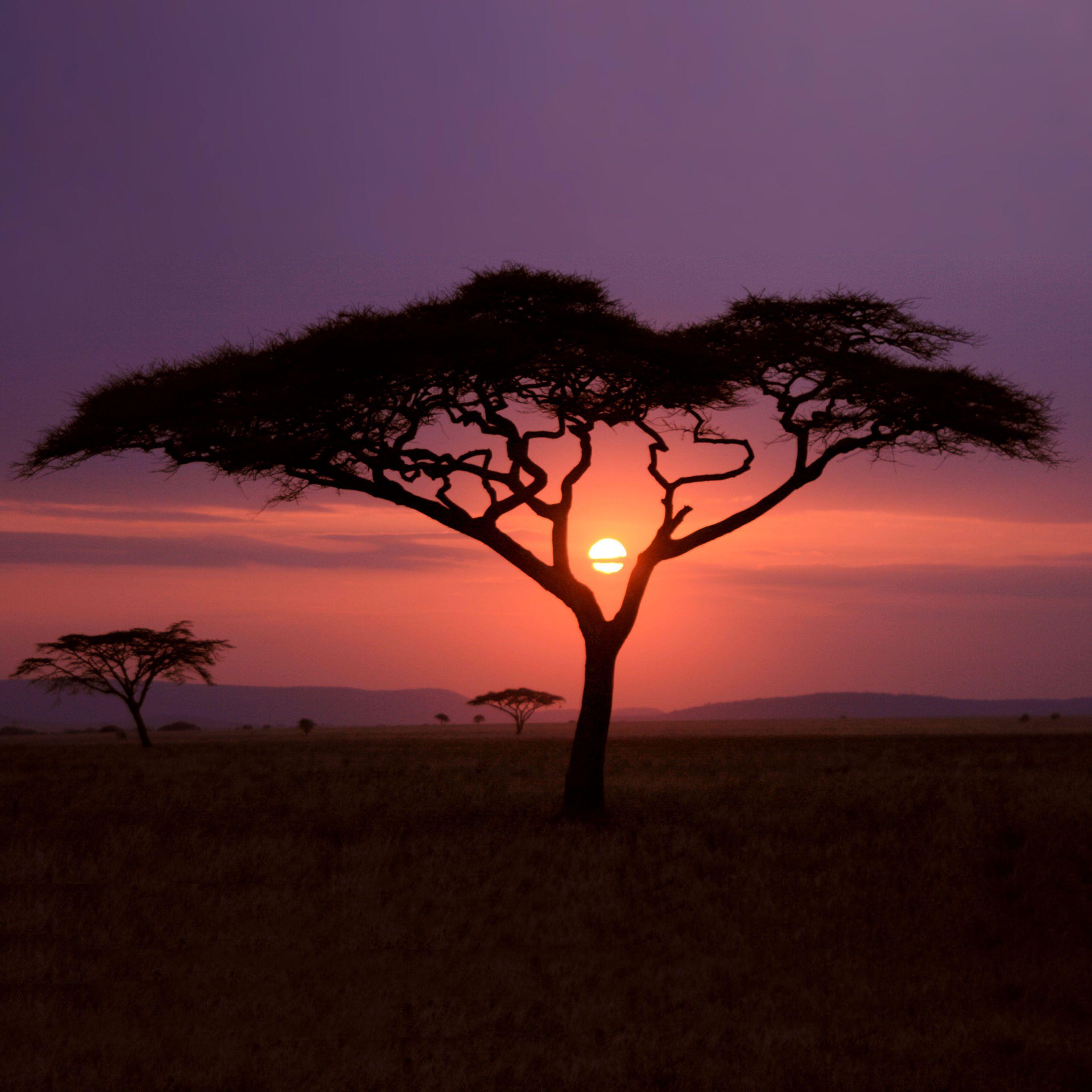 2732x2732 iPad 2016 4k Wallpaper Geographic African Tree