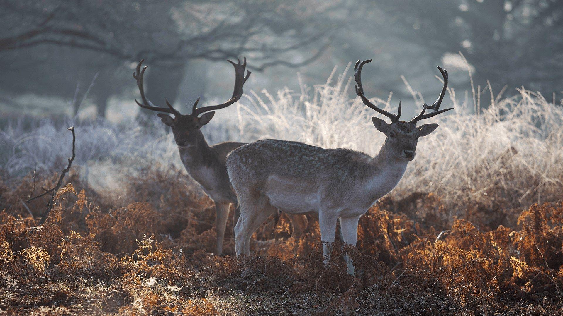 1920x1080 Get National Geographic Antlers in Autumn PREMIUM
