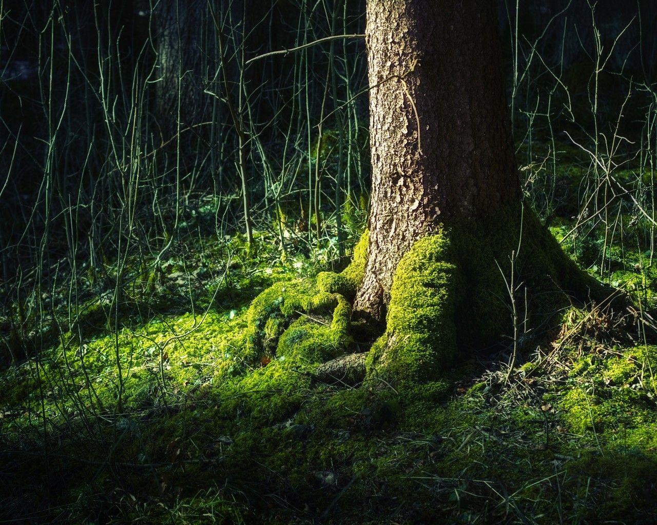 1280x1024 Black Forest Wallpaper