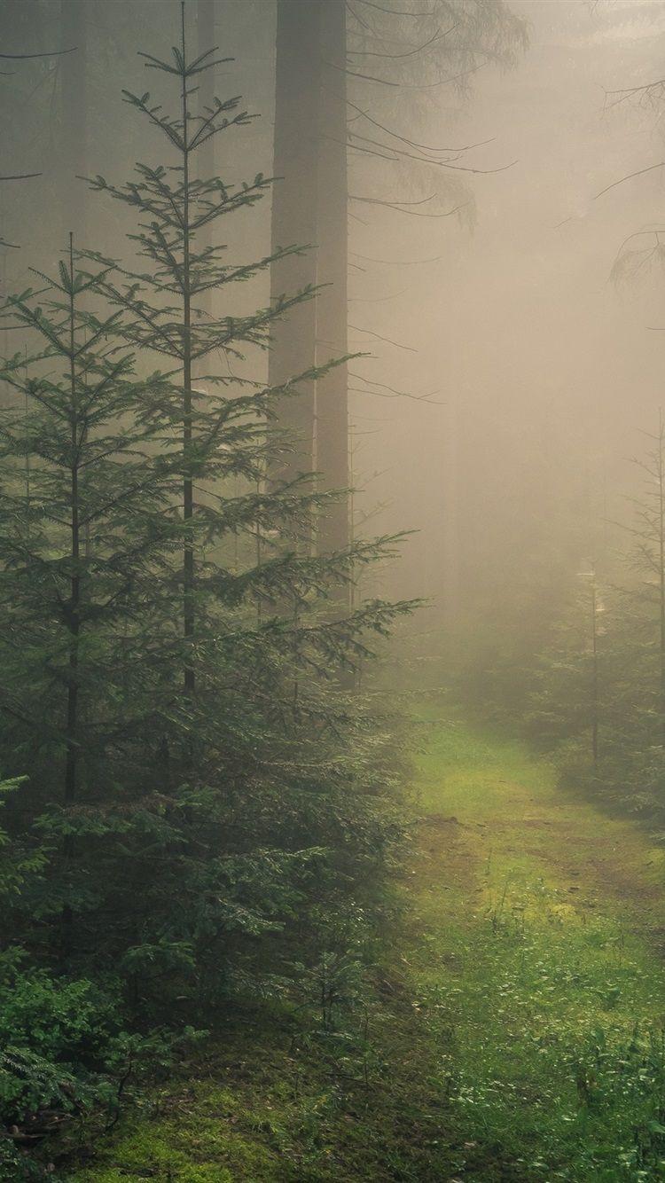 750x1334 IPhone Wallpaper Baden Wurttemberg, Black Forest, Fog, Forest Germany IPhone