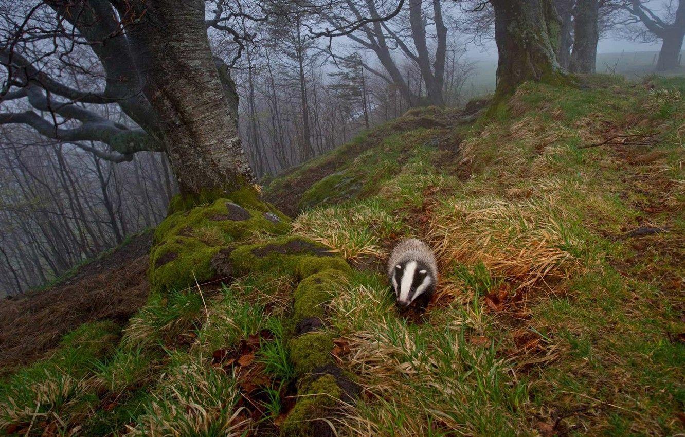 1332x850 Wallpaper autumn, nature, fog, Germany, badger, The black forest image for desktop, section животные