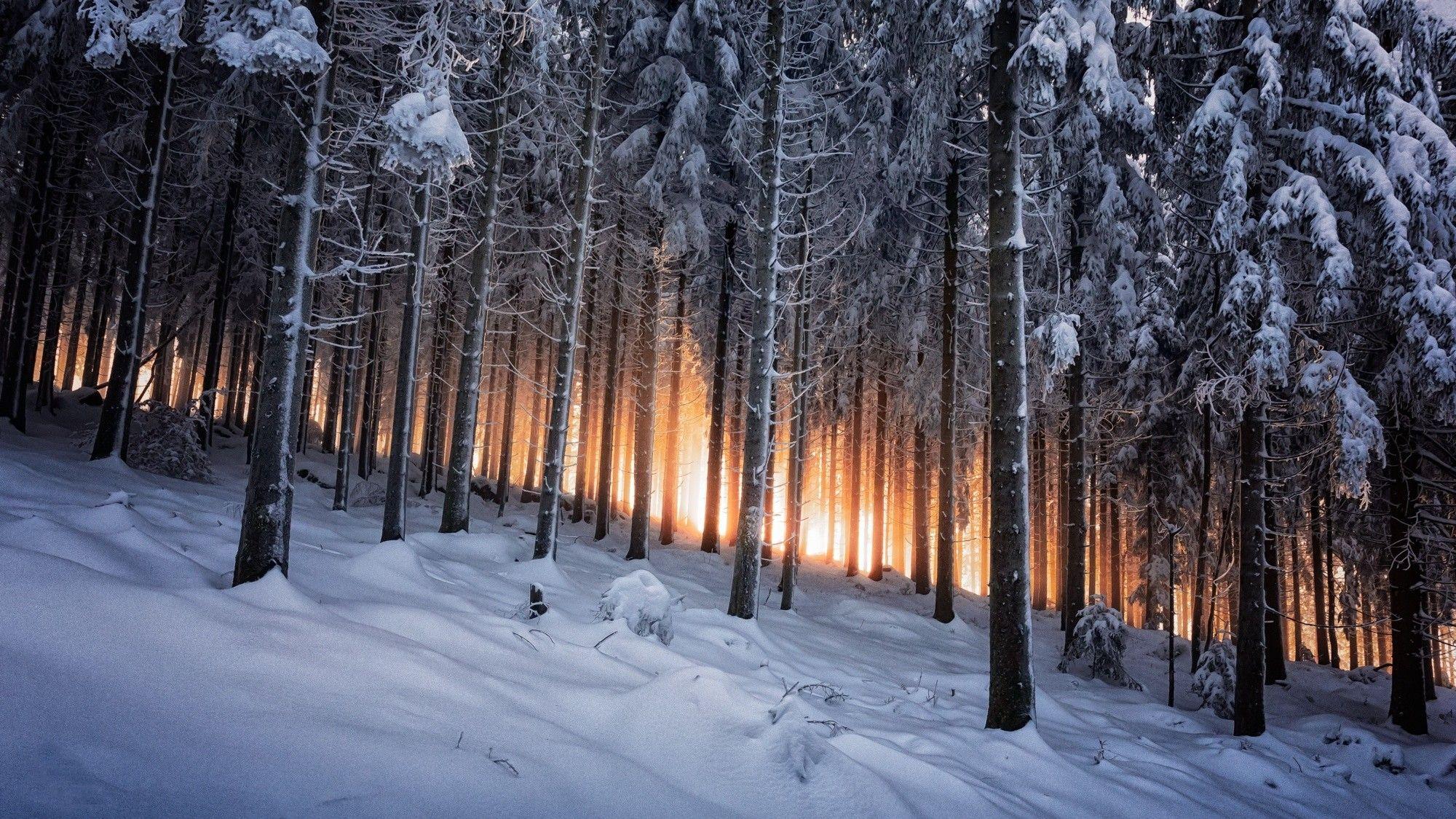 2000x1125 #trees, #nature, #white, #landscape, #black, #mountains, #winter, #yellow, #snow, #Germany, #forest, wallpaper