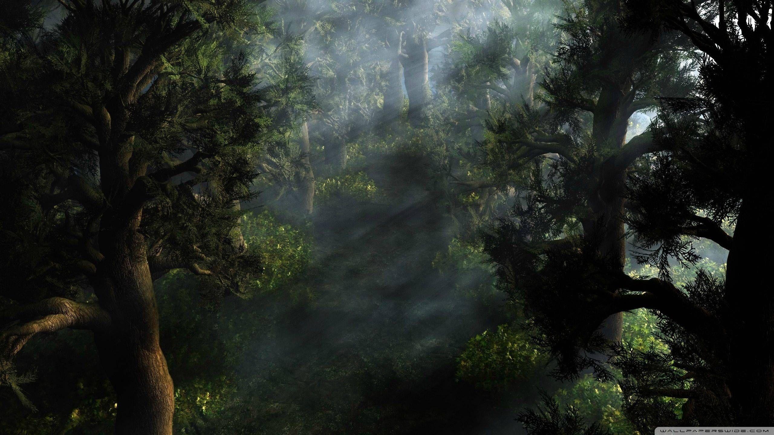 2560x1440 Mystical forest wallpaper. Desktop Background for Free HD Wallpaper. Mystical forest, Forest wallpaper, Black forest germany