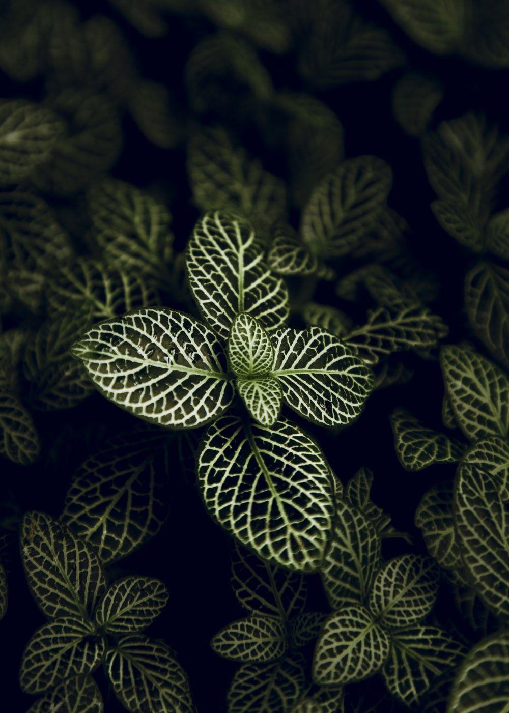 Leaf Pattern Wallpapers - Top Free Leaf Pattern Backgrounds ...