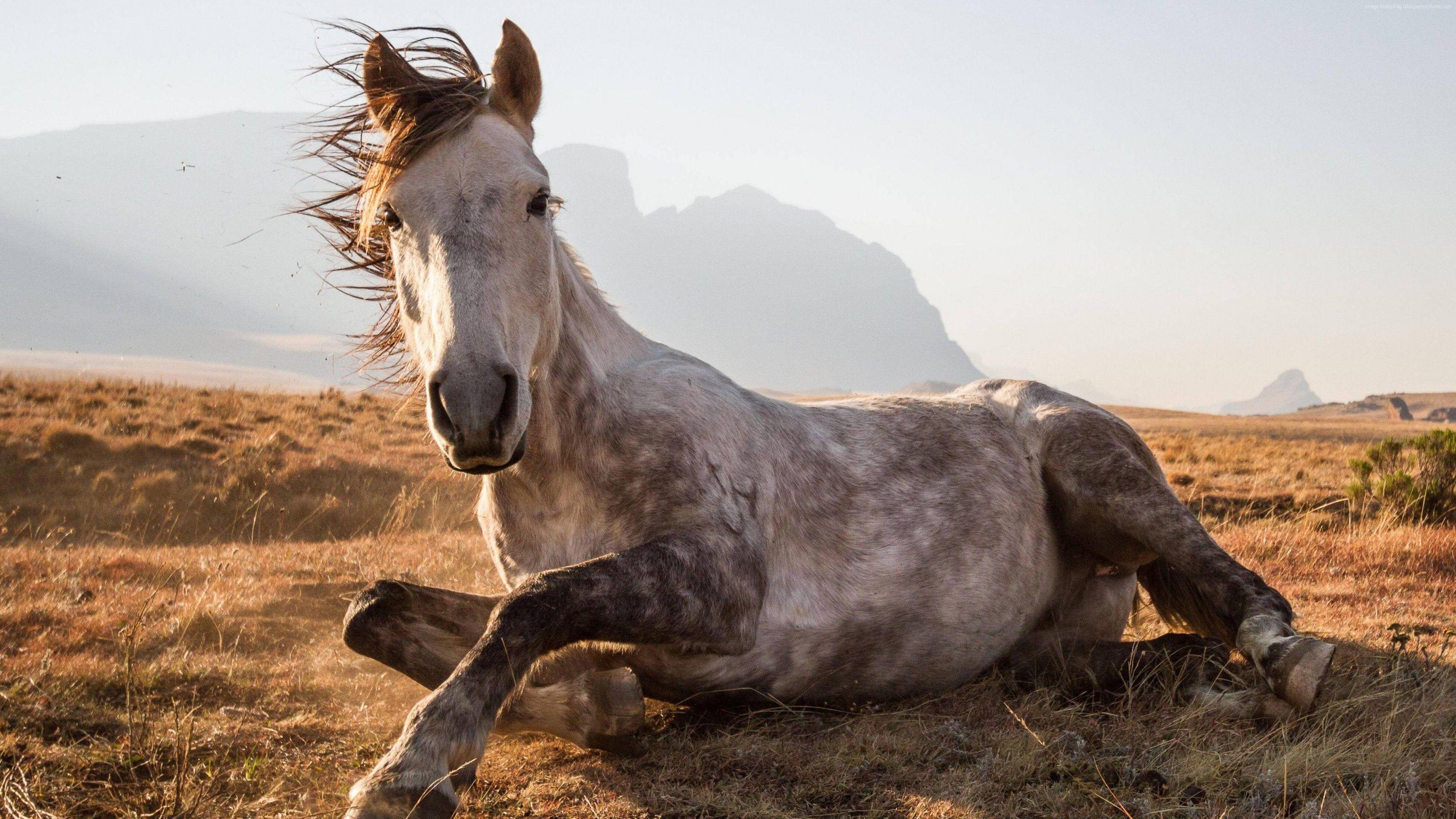 3840x2160 Wallpaper Horse, Sehlabathebe National Park, Lesotho, National Geographic Traveler Photo Contest, Animals Wallpaper Download Resolution 4K Wallpaper