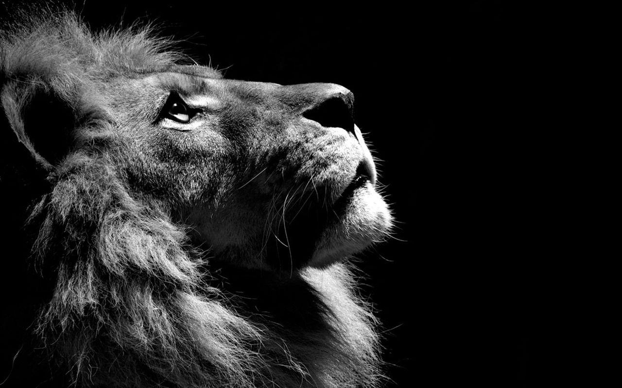 1280x800 National Geographic animal wallpaper album (2)
