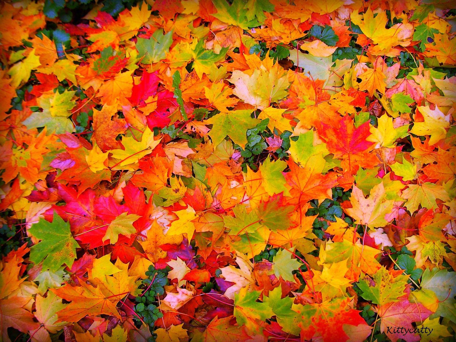 Indian Summer Wallpapers - Top Free Indian Summer Backgrounds