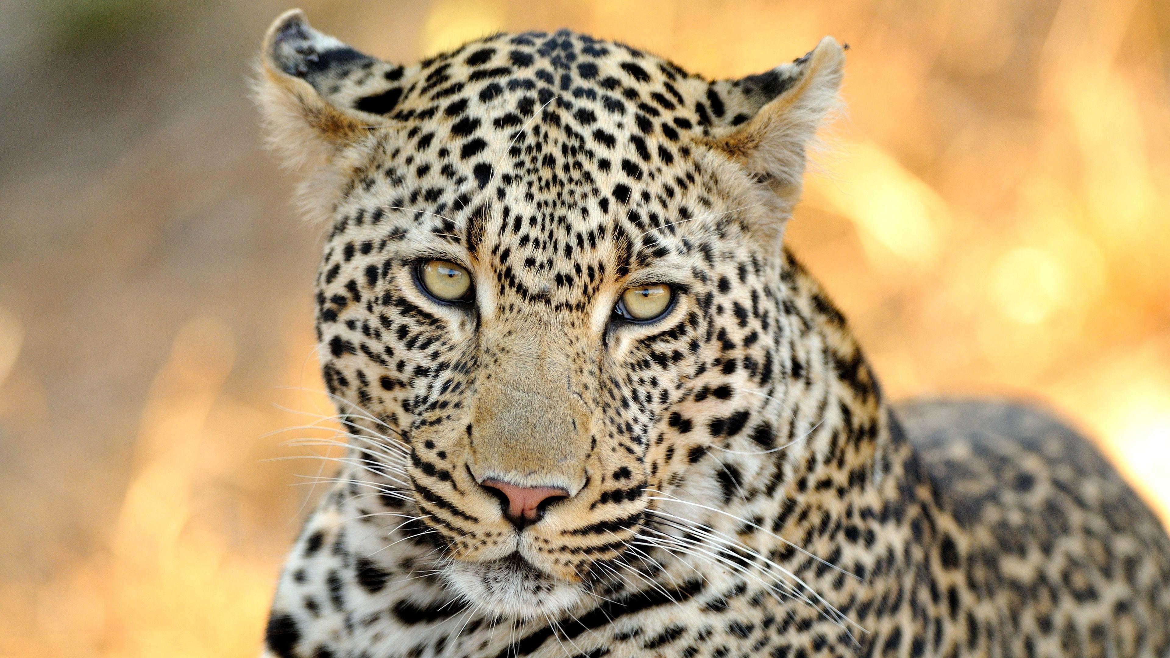 4K Wildlife Wallpapers - Top Free 4K Wildlife Backgrounds - WallpaperAccess