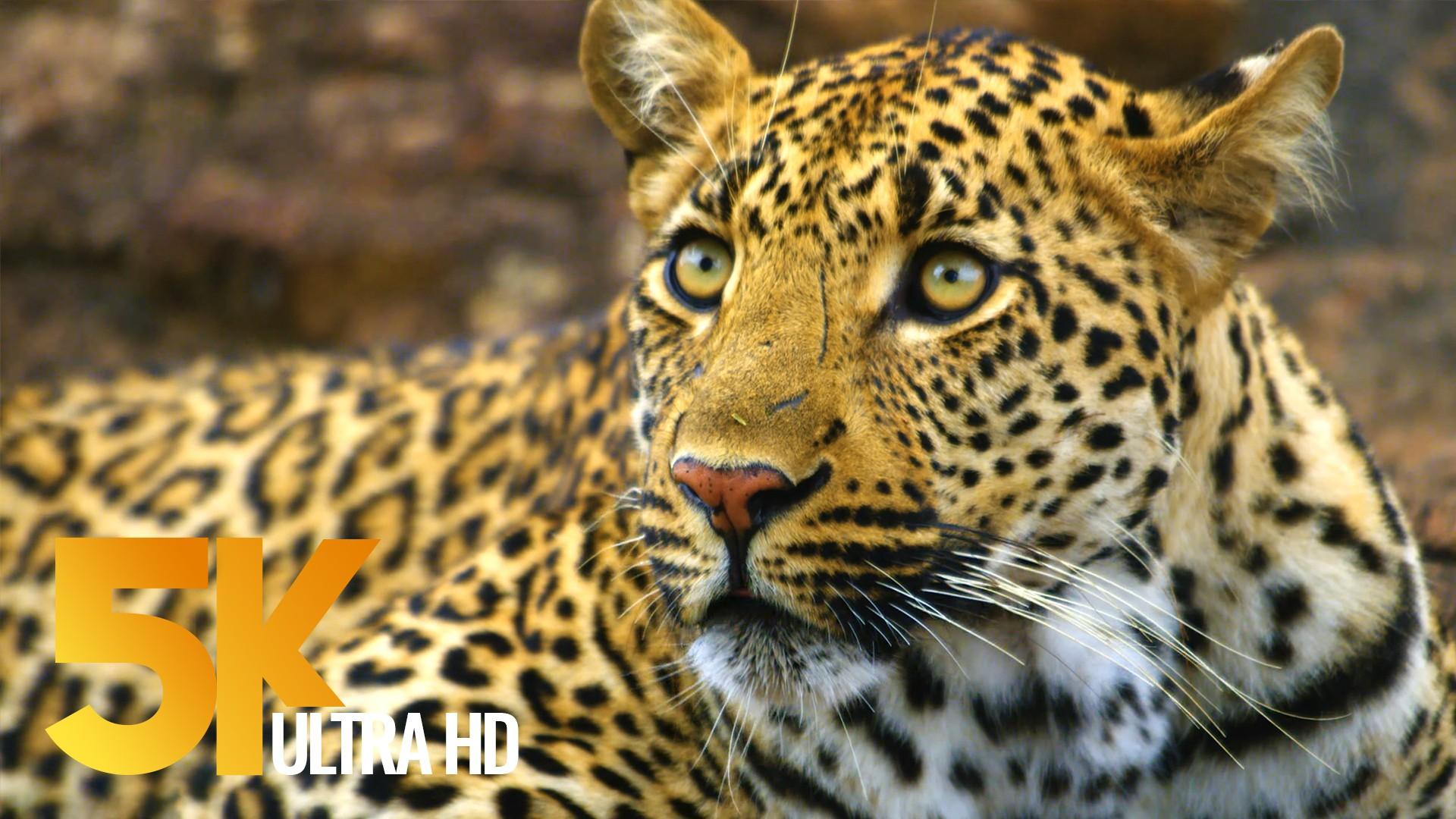 1920x1080 4K Wildlife Video National Park, South Africa