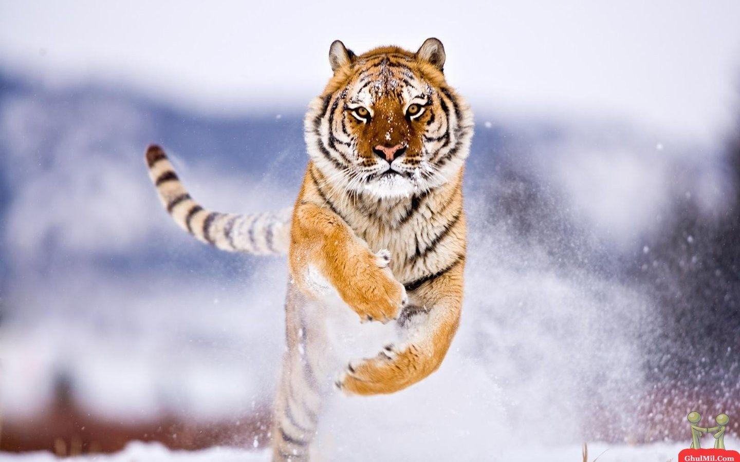 1440x900 Wildlife Wallpaper Ultra HD Wallpaper Deskk Wallpaper & Background Download