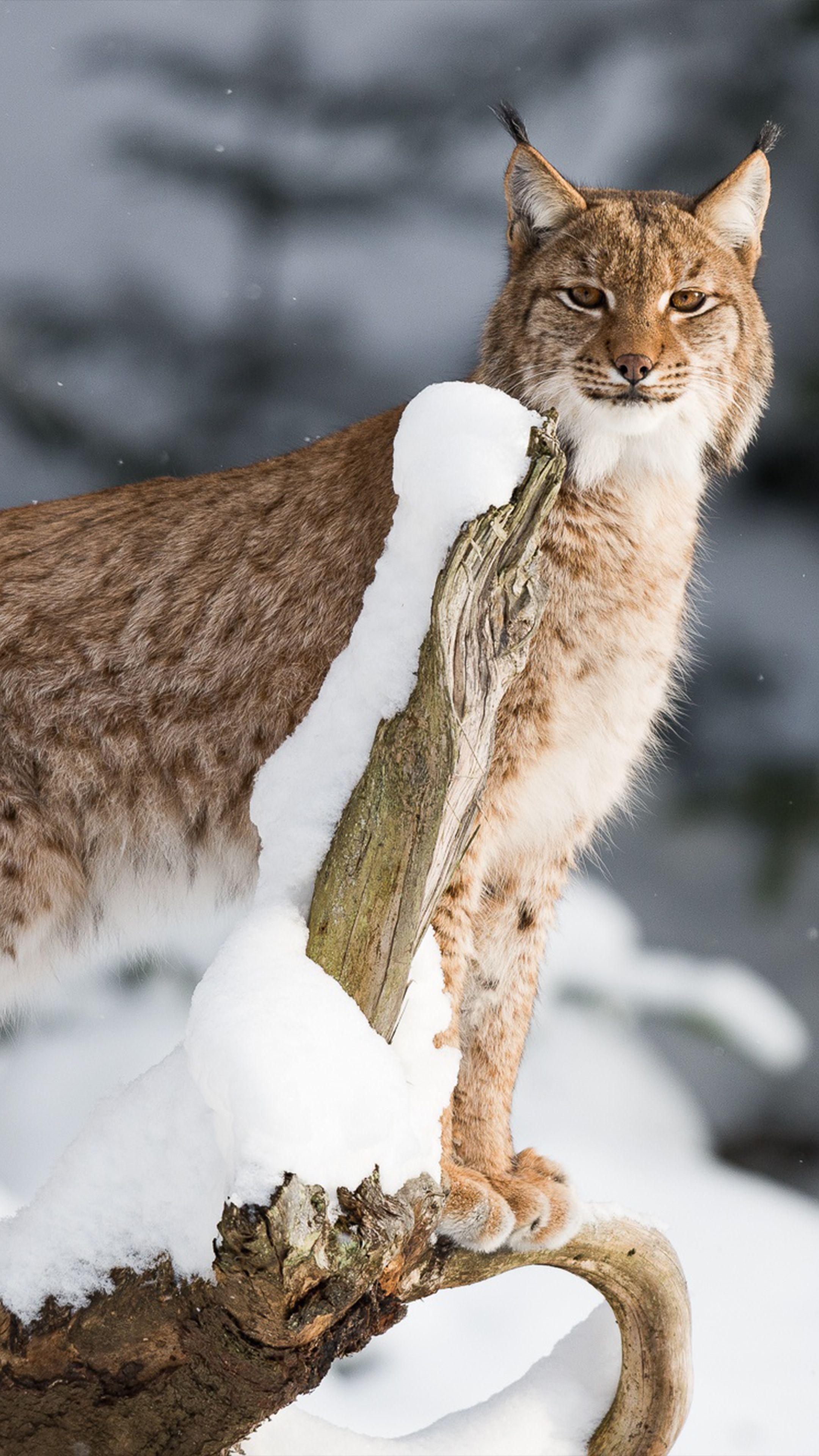 2160x3840 Lynx Big Cat Wildlife 4K Ultra HD Mobile Wallpaper
