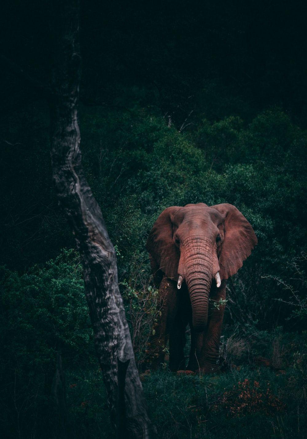 4K Wildlife Wallpapers - Top Free 4K Wildlife Backgrounds - WallpaperAccess