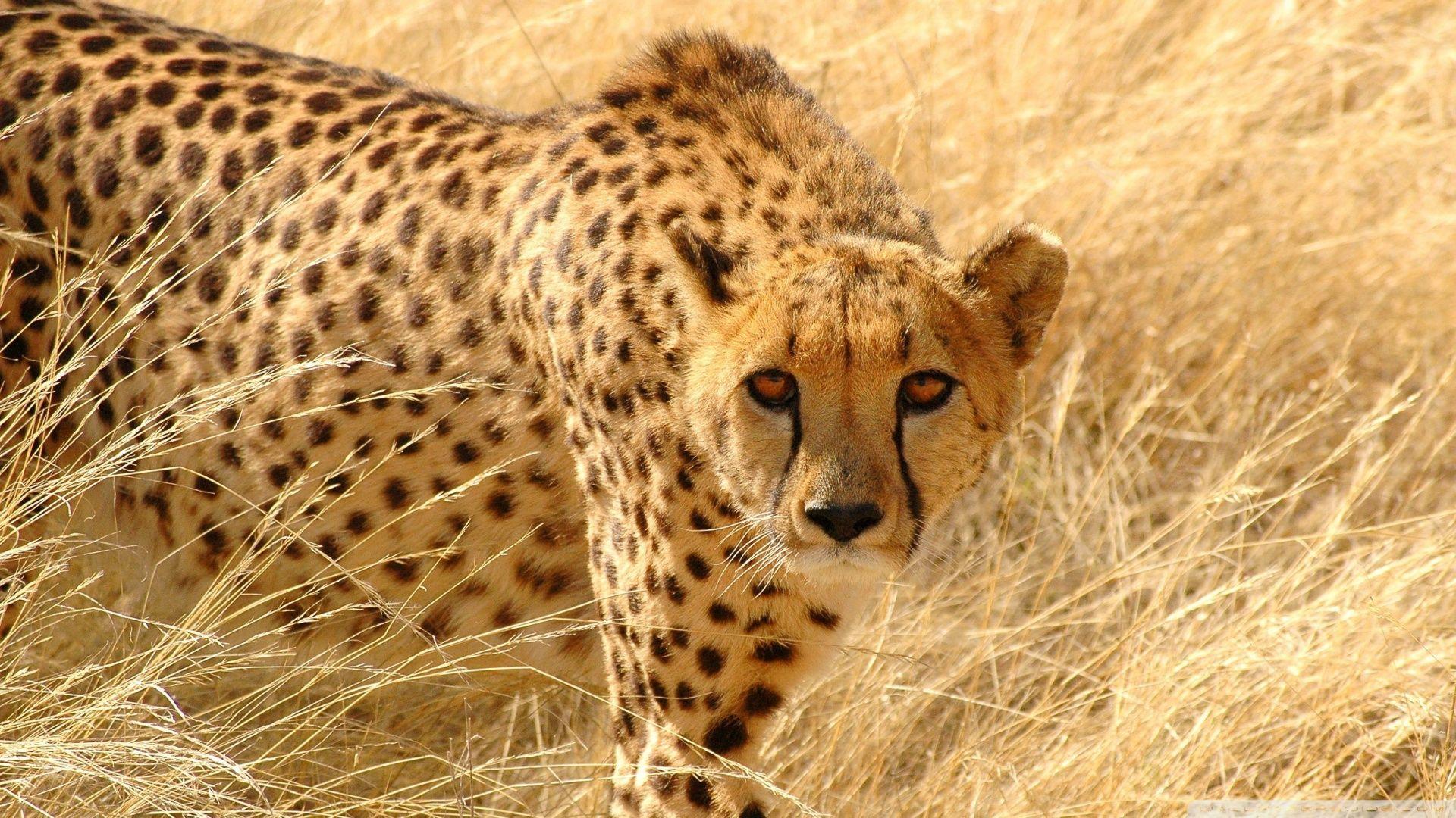 1920x1080 Free download Cheetah Wildlife 4K HD Desktop Wallpaper for 4K Ultra HD TV [1920x1080] for your Desktop, Mobile & Tablet. Explore Wildlife Wallpaper for Walls. Cheap Wallpaper, Wallpaper for