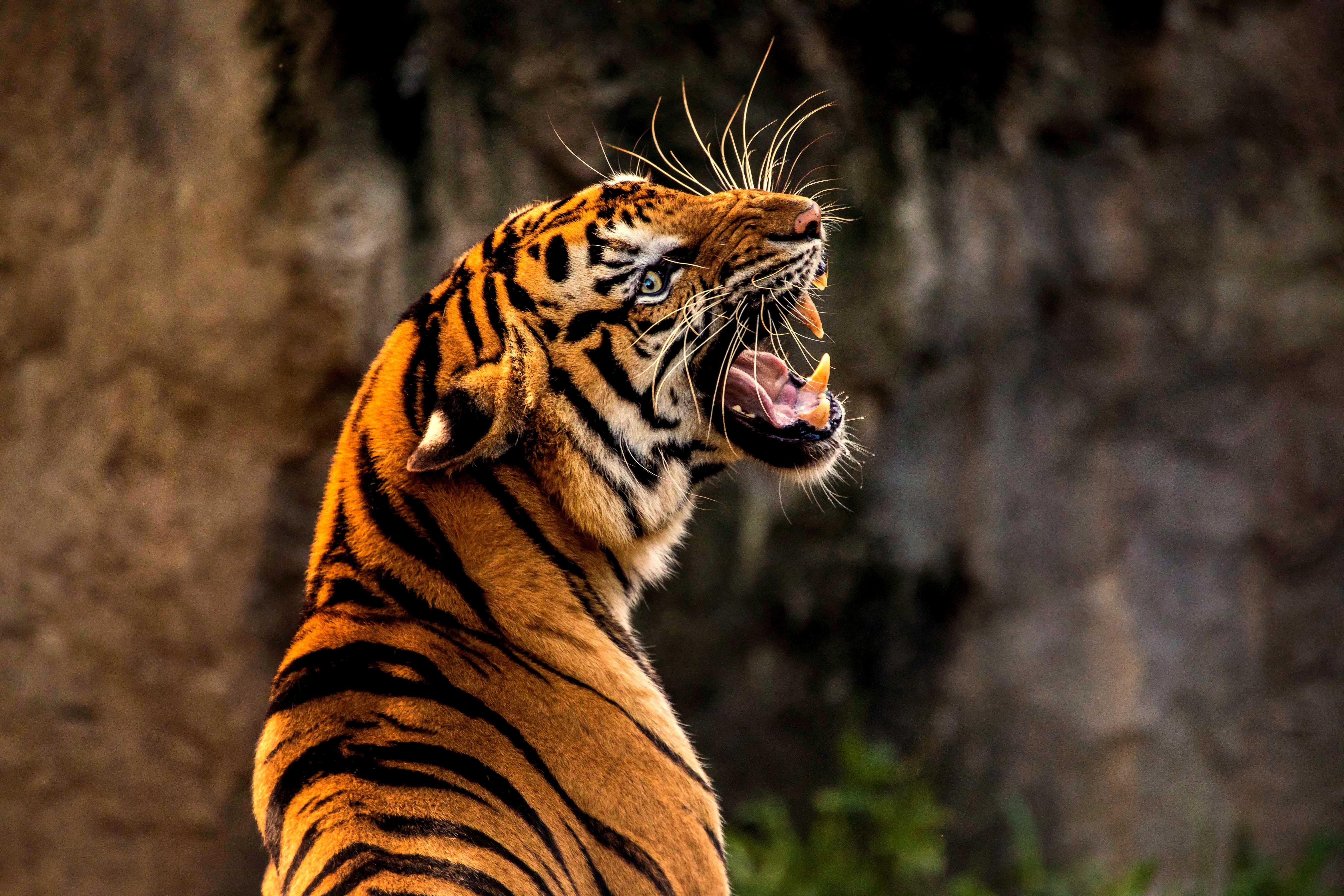 5380x3587 Animals Wallpaper 4k