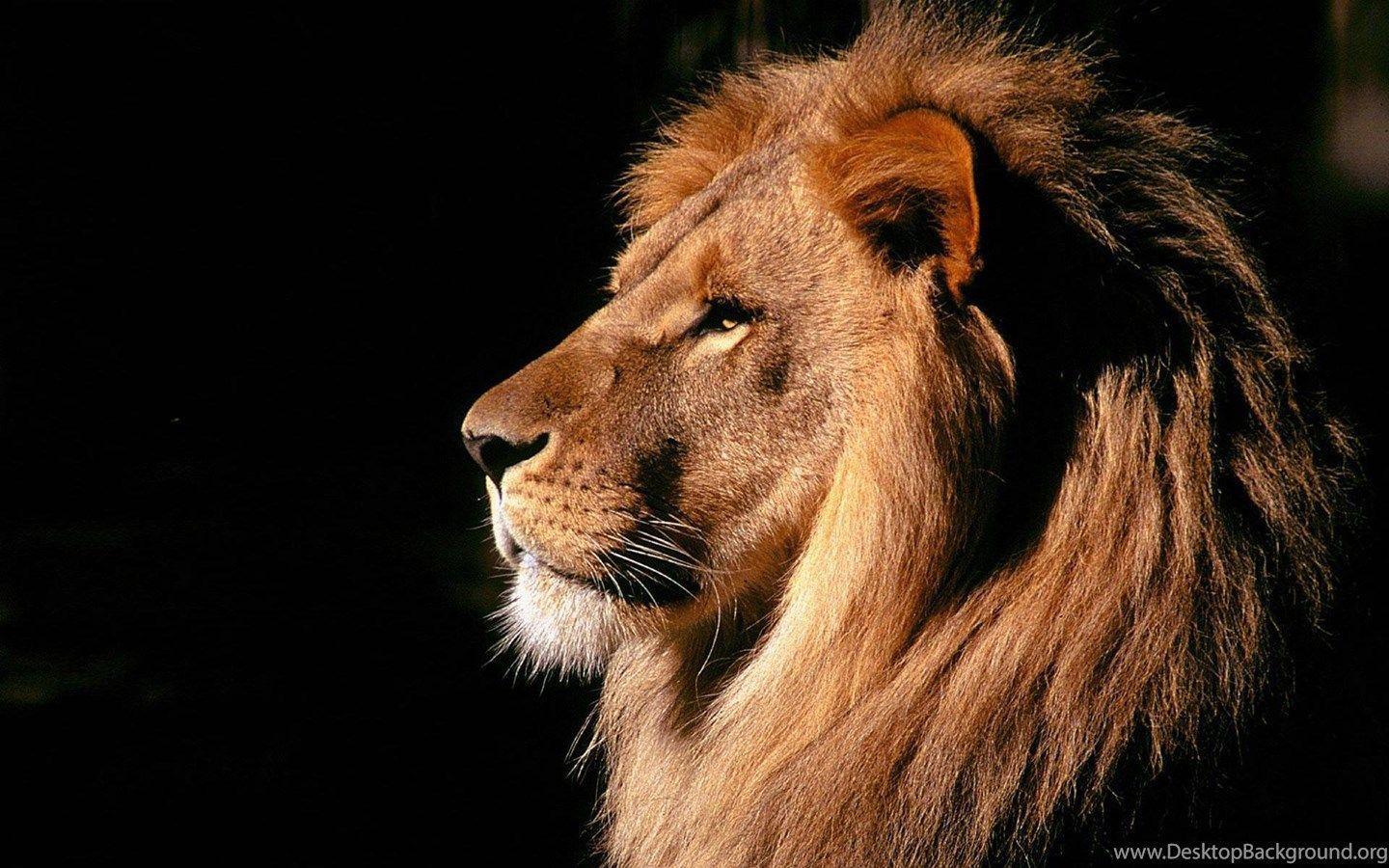 Lion Roaring 4K Ultra HD Wallpapers - Top Free Lion Roaring 4K Ultra HD