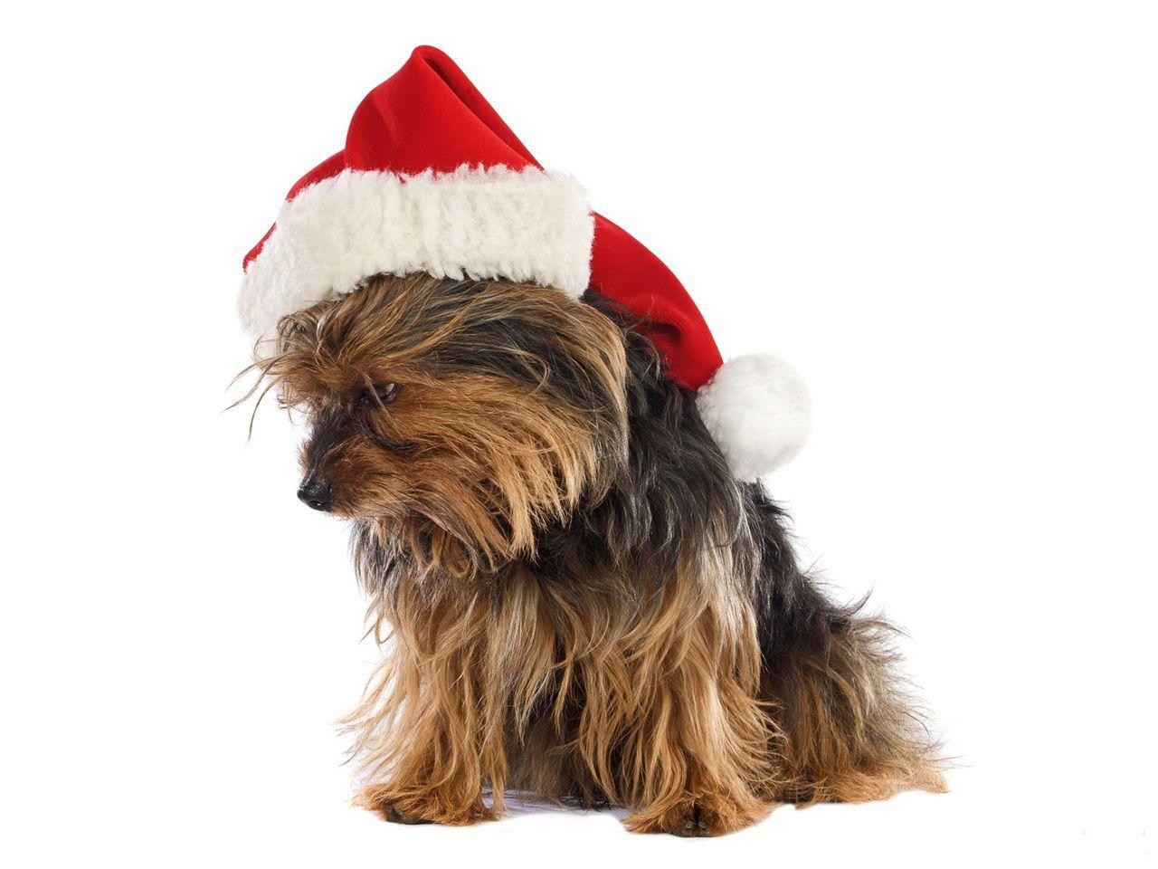 1280x960 Christmas Yorkie Wallpaper. Puppy gifts, Yorkie puppy, Yorkie