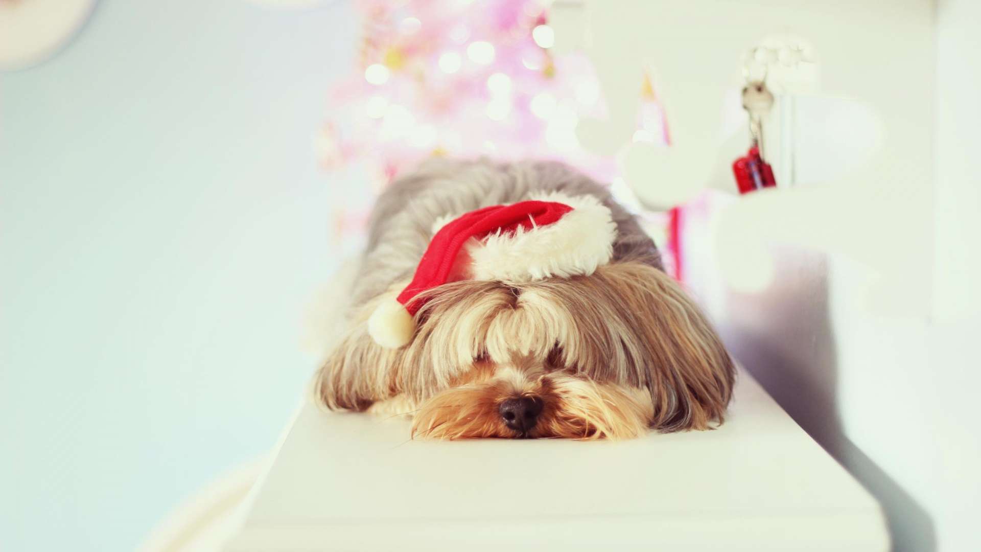 1920x1080 Yorkie Christmas Desktop Wallpaper