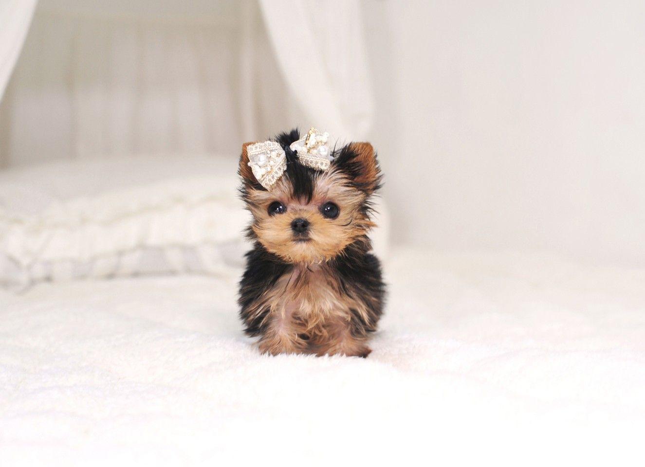 Yorkie Puppies Wallpapers - Top Free Yorkie Puppies Backgrounds ...