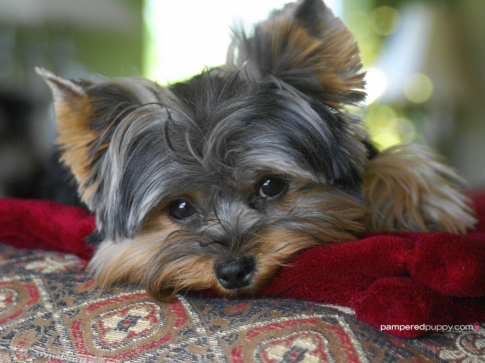 1600x1200 Free Yorkie Wallpaper for Desktop
