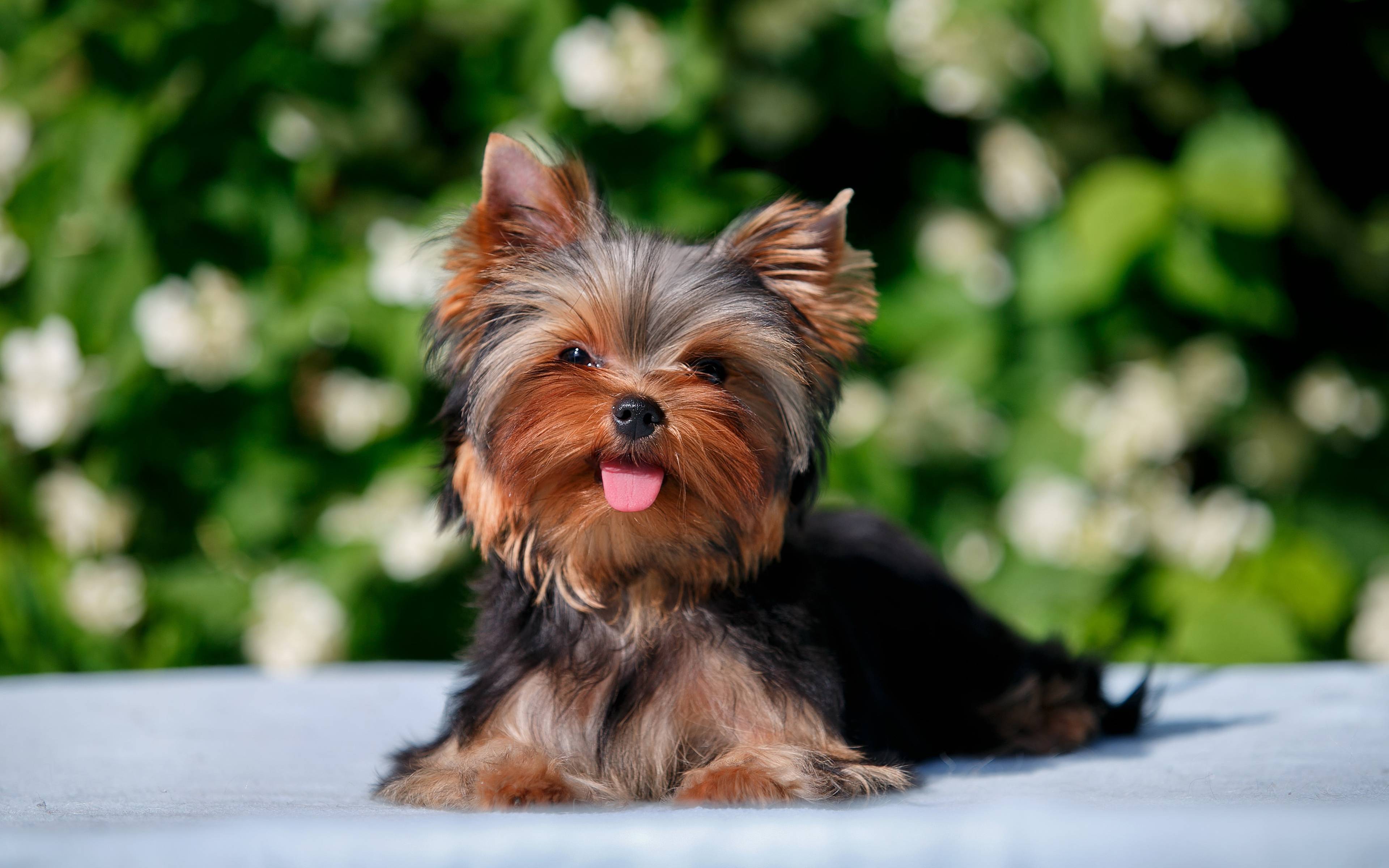 Yorkie Puppies Wallpapers Top Free Yorkie Puppies Backgrounds 