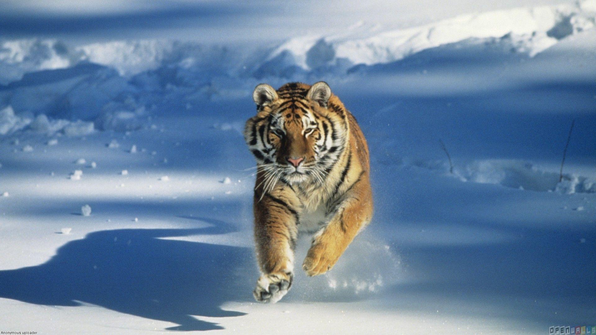 1920x1080 Free download Tiger snow wallpaper 24376 Open Walls [1920x1080] for your Desktop, Mobile & Tablet. Explore Snow Tiger Wallpaper. Bengal Tiger Wallpaper Desktop, Tiger Wallpaper for iPad