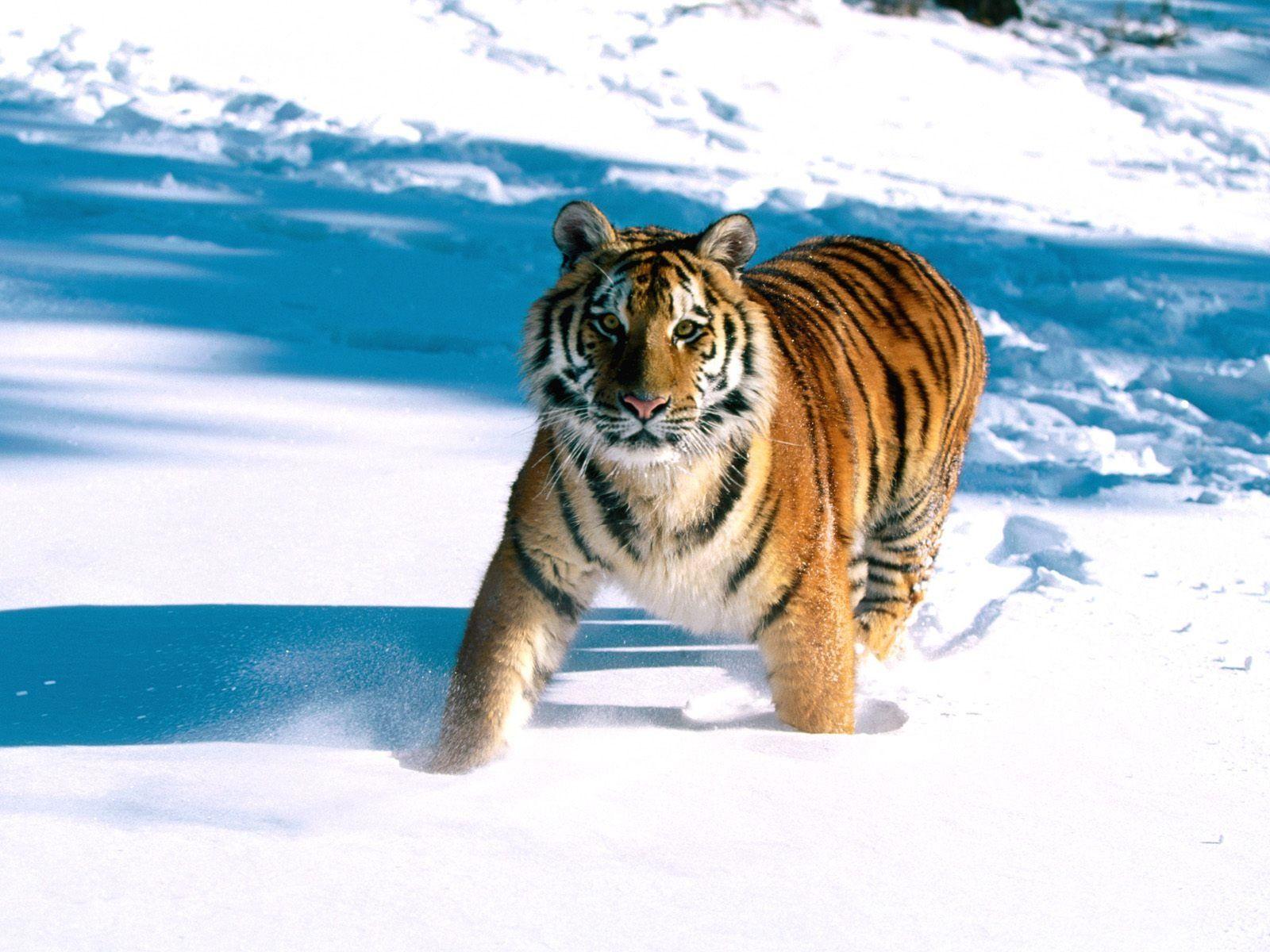 1600x1200 Majestic Grace, Siberian Tiger Siberian Tiger
