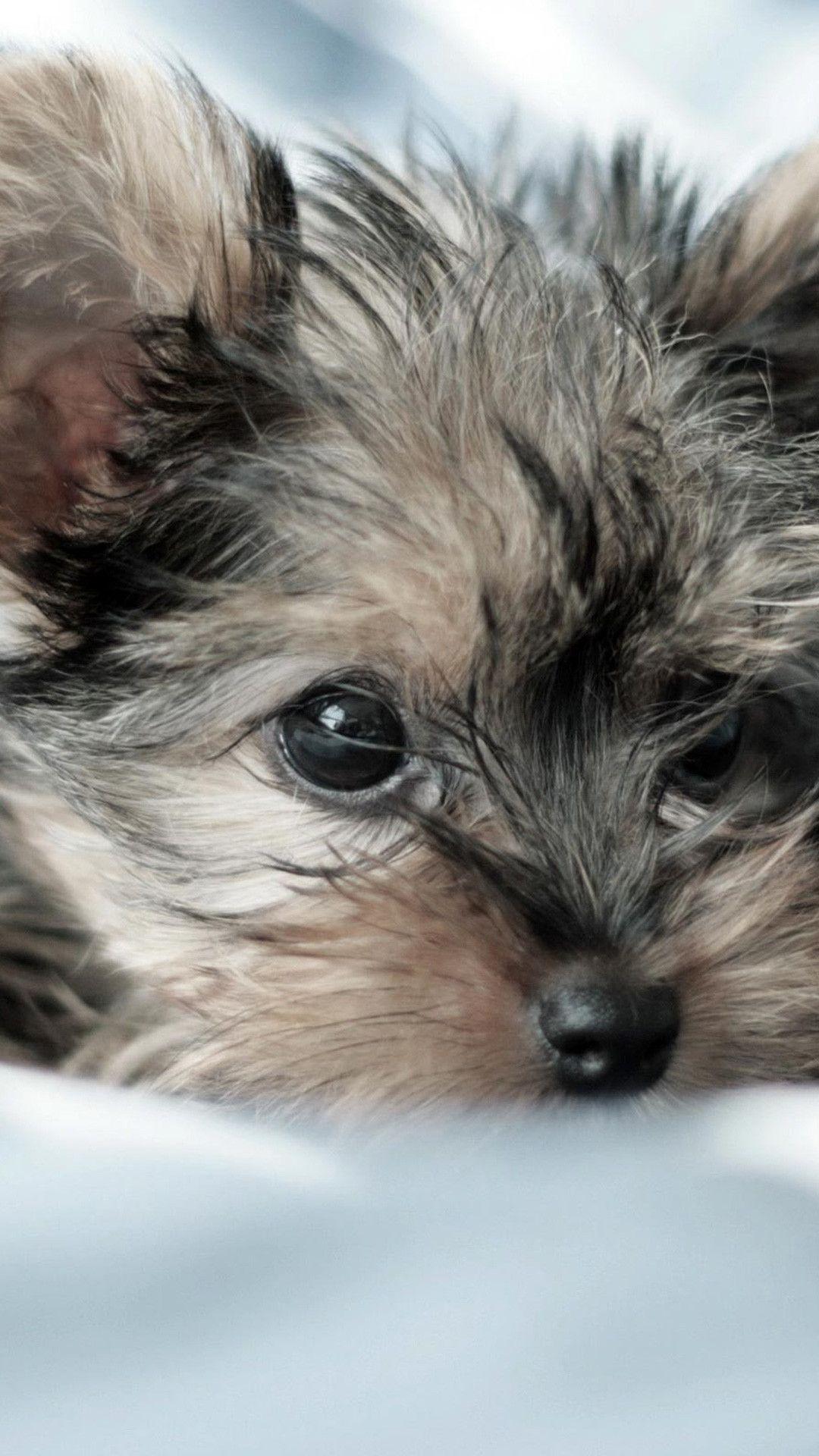 1080x1920 Yorkshire Terrier Wallpaper Data Src New Yorkie Puppies Terrier Wallpaper iPhone