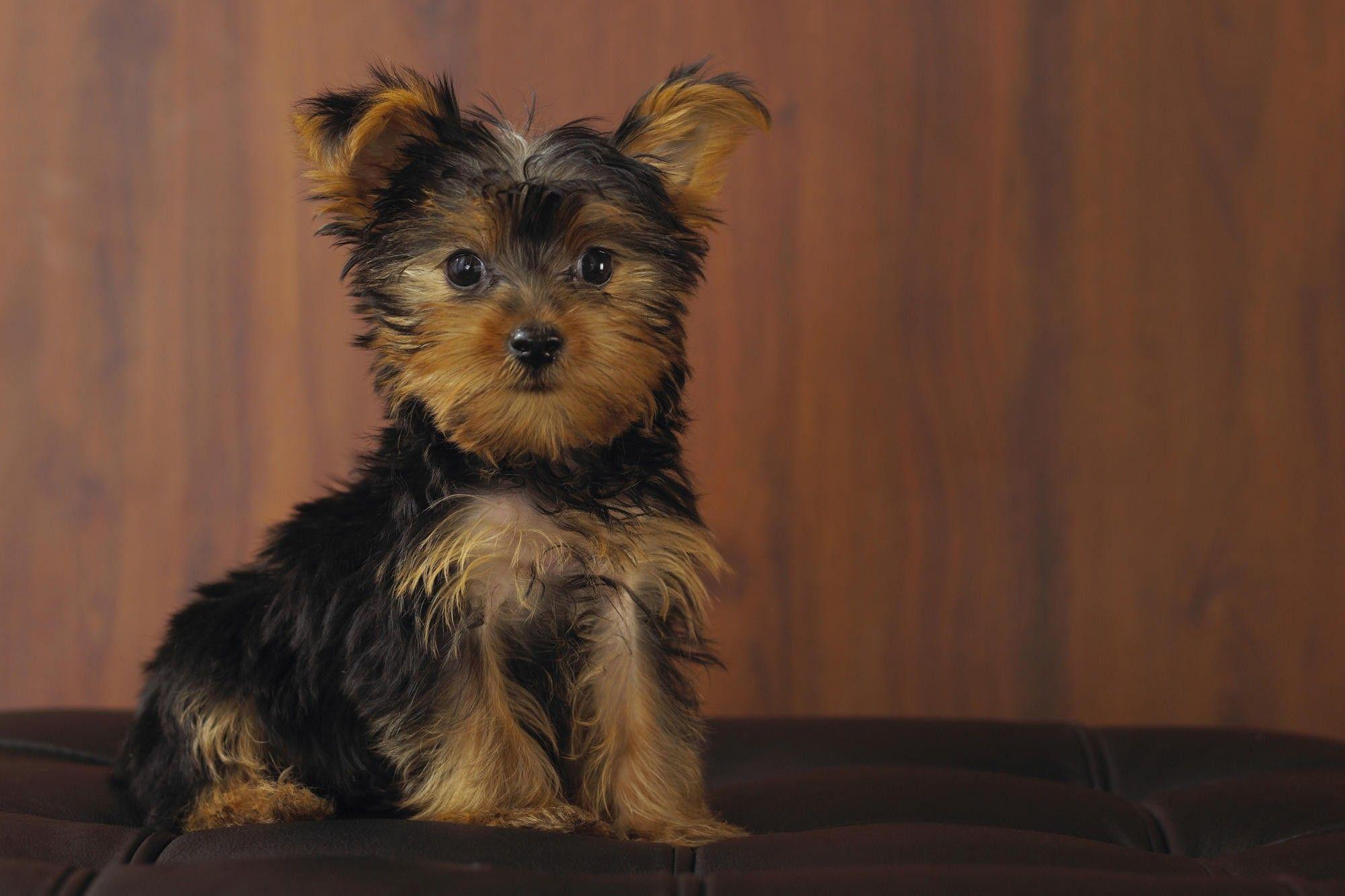 2000x1333 Teacup Yorkie Christmas Yorkie Wallpaper