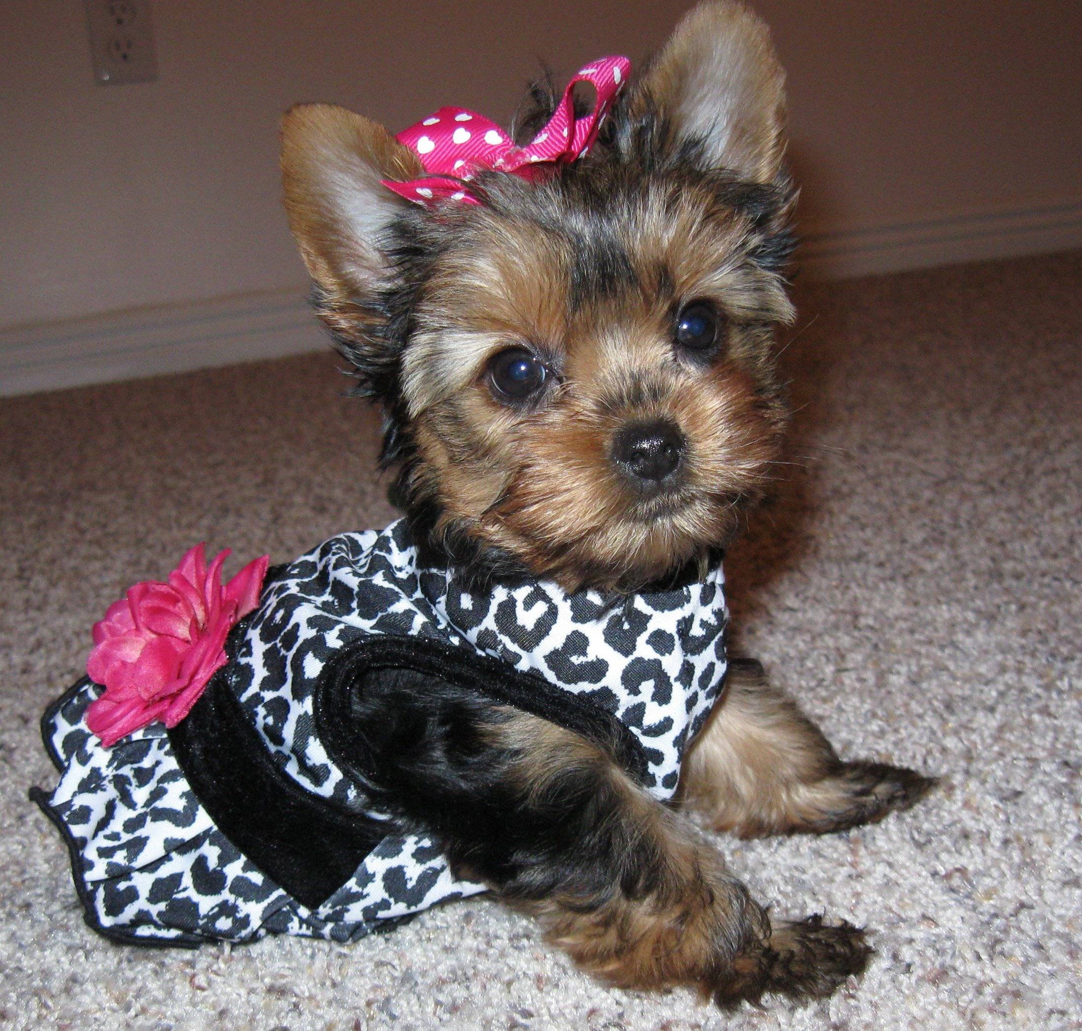teacup yorkie christmas clothes