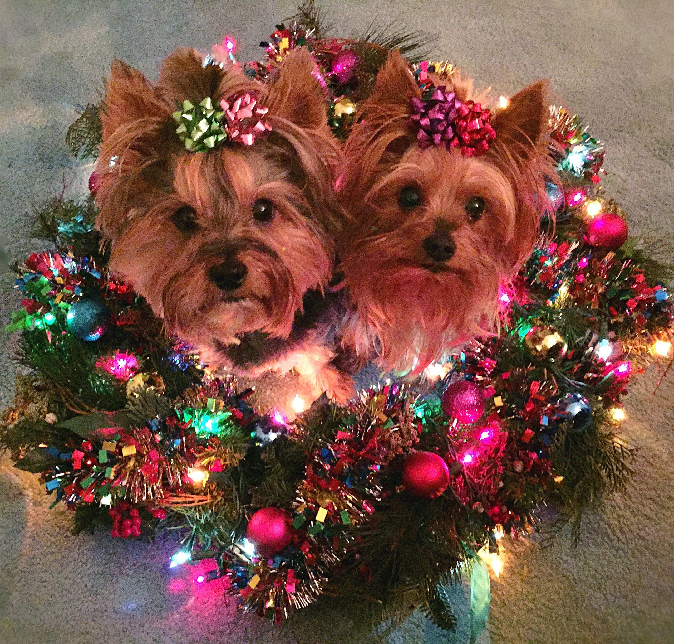 Christmas Yorkie Wallpapers - Top Free Christmas Yorkie Backgrounds