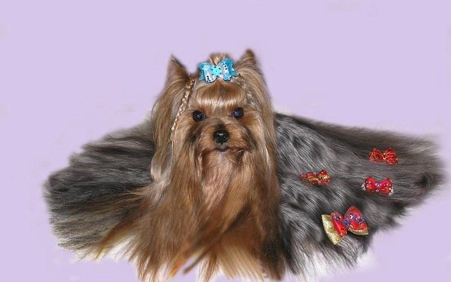 1440x900 Christmas Yorkie Wallpaper 1440×900