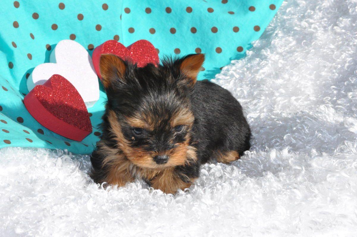 1200x797 Yorkie Background. Yorkie Wallpaper, Yorkie Puppy Wallpaper and Yorkie Halloween Wallpaper