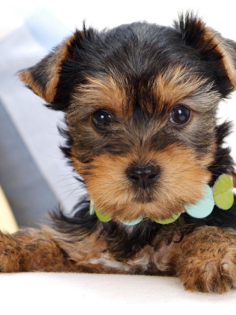 768x1024 Free download Yorkshire Terrier Puppy Christmas Computer Desktop Wallpaper [1680x1050] for your Desktop, Mobile & Tablet. Explore Yorkie Christmas Desktop Wallpaper. Yorkshire Terrier Wallpaper, Yorkie Picture Wallpaper, Teacup Yorkie Wallpaper