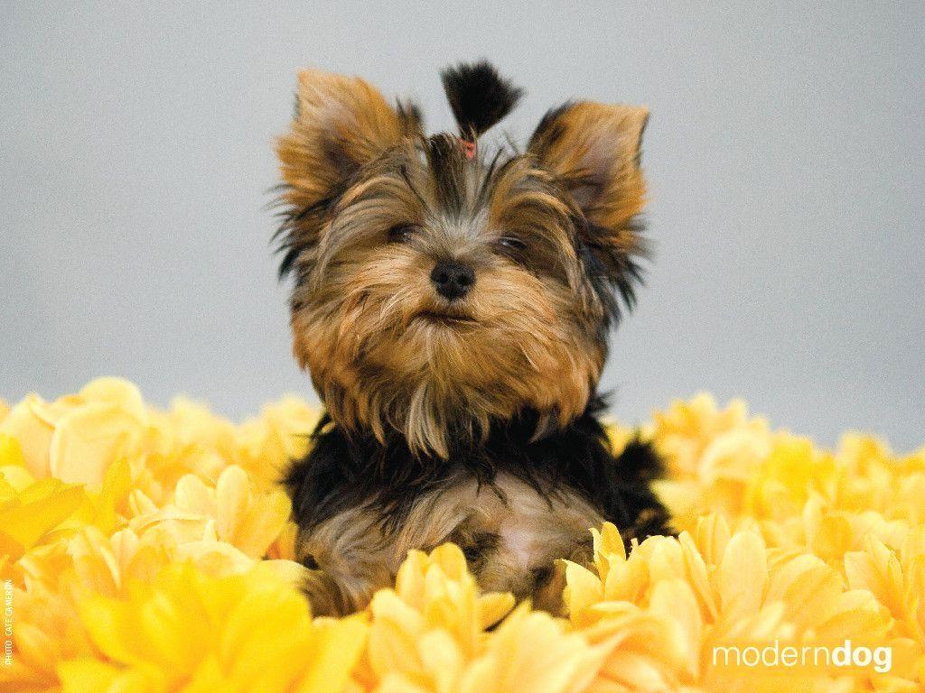 1024x768 Lovely Yorkie Wallpaper Ideas