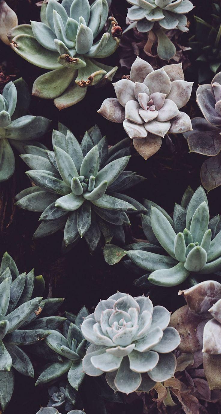 736x1377 Resultado de imagen para hipster tumblr photography. flowers