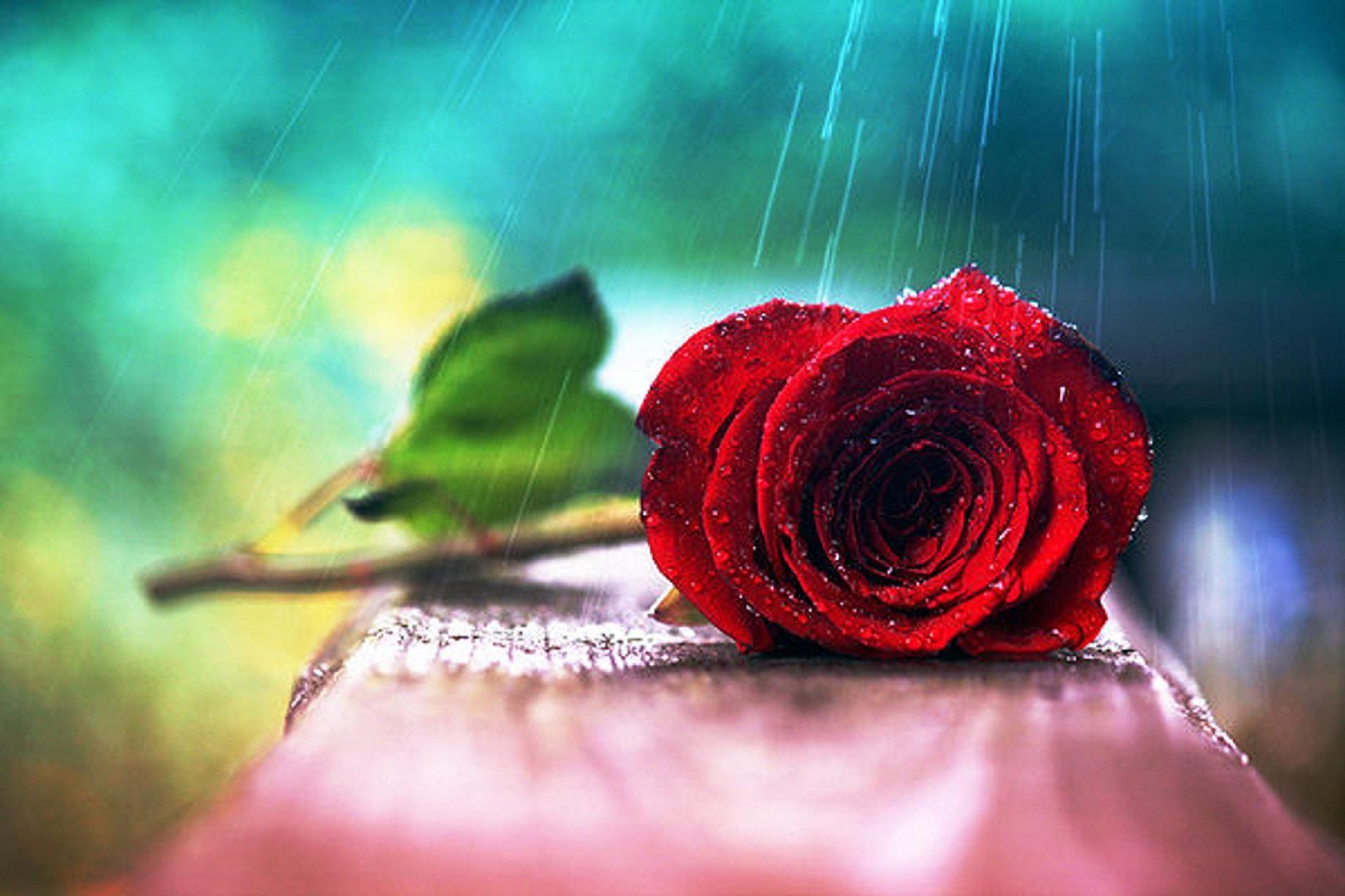 1836x1224 Red Rose In Rain HD Wallpaper