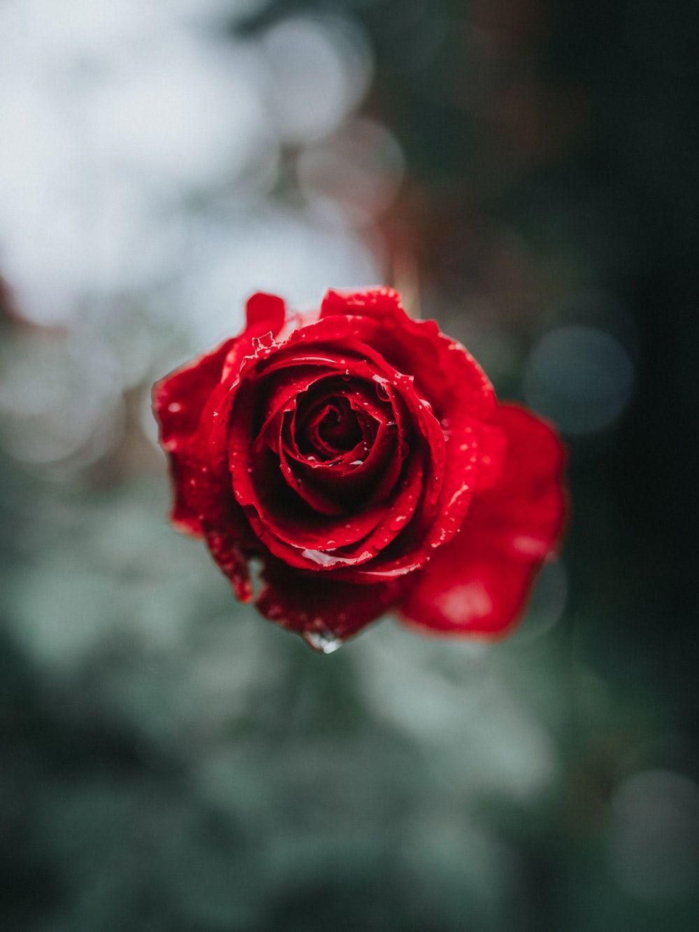 1000x1333 Red Rain Picture. Download Free Image