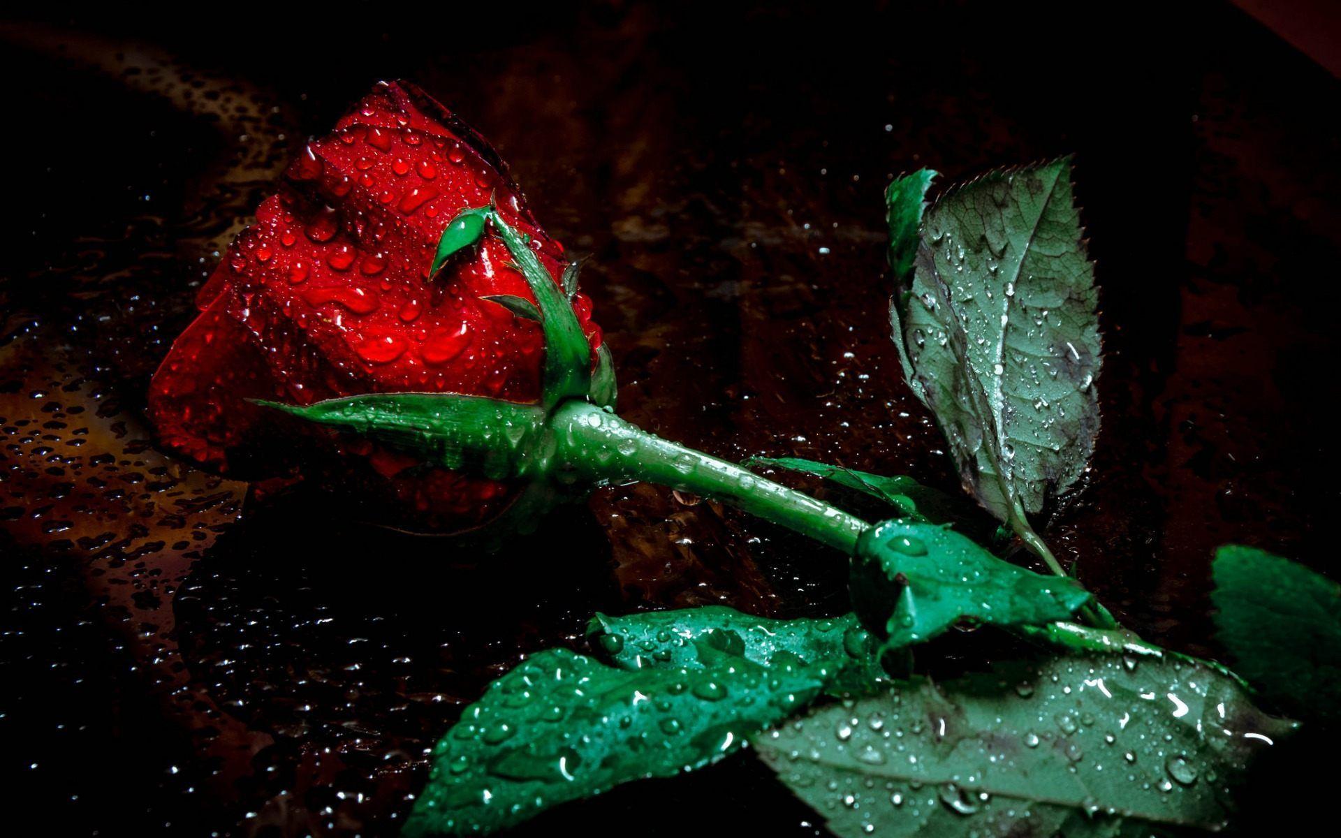 1920x1200 Rain Red Rose HD Image