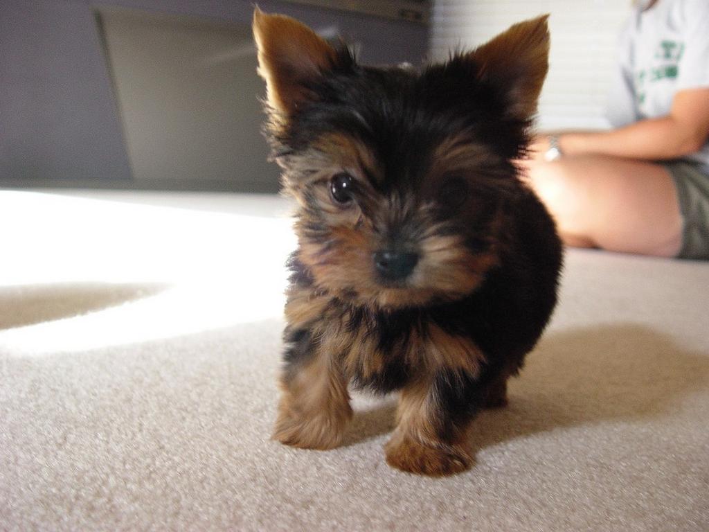 1024x768 Free download Puppy World Picture Of A Yorkie Puppy [1024x768] for your Desktop, Mobile & Tablet. Explore Yorkie Puppies Wallpaper. Yorkshire Terrier Wallpaper, Yorkie Picture Wallpaper, Teacup Yorkie Wallpaper