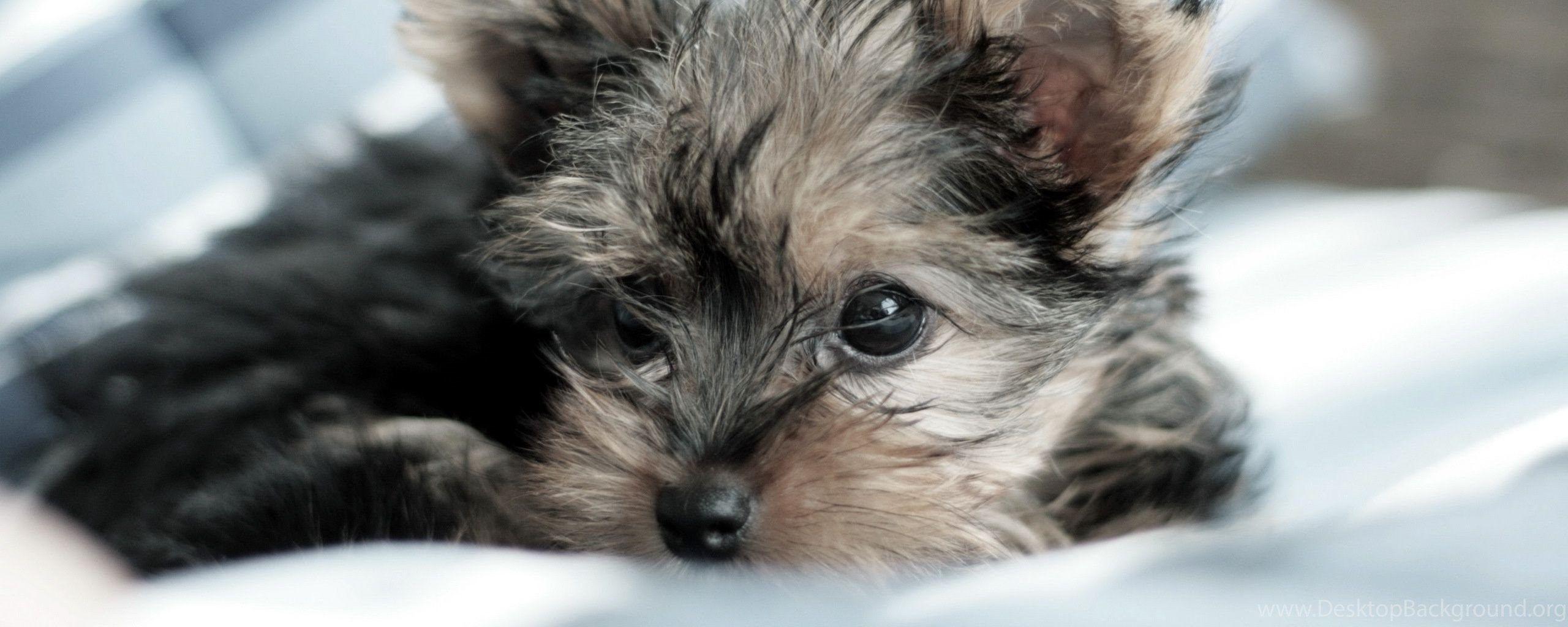 2560x1024 Yorkshire Terrier Puppy Wallpaper Animal Wallpaper Desktop Background